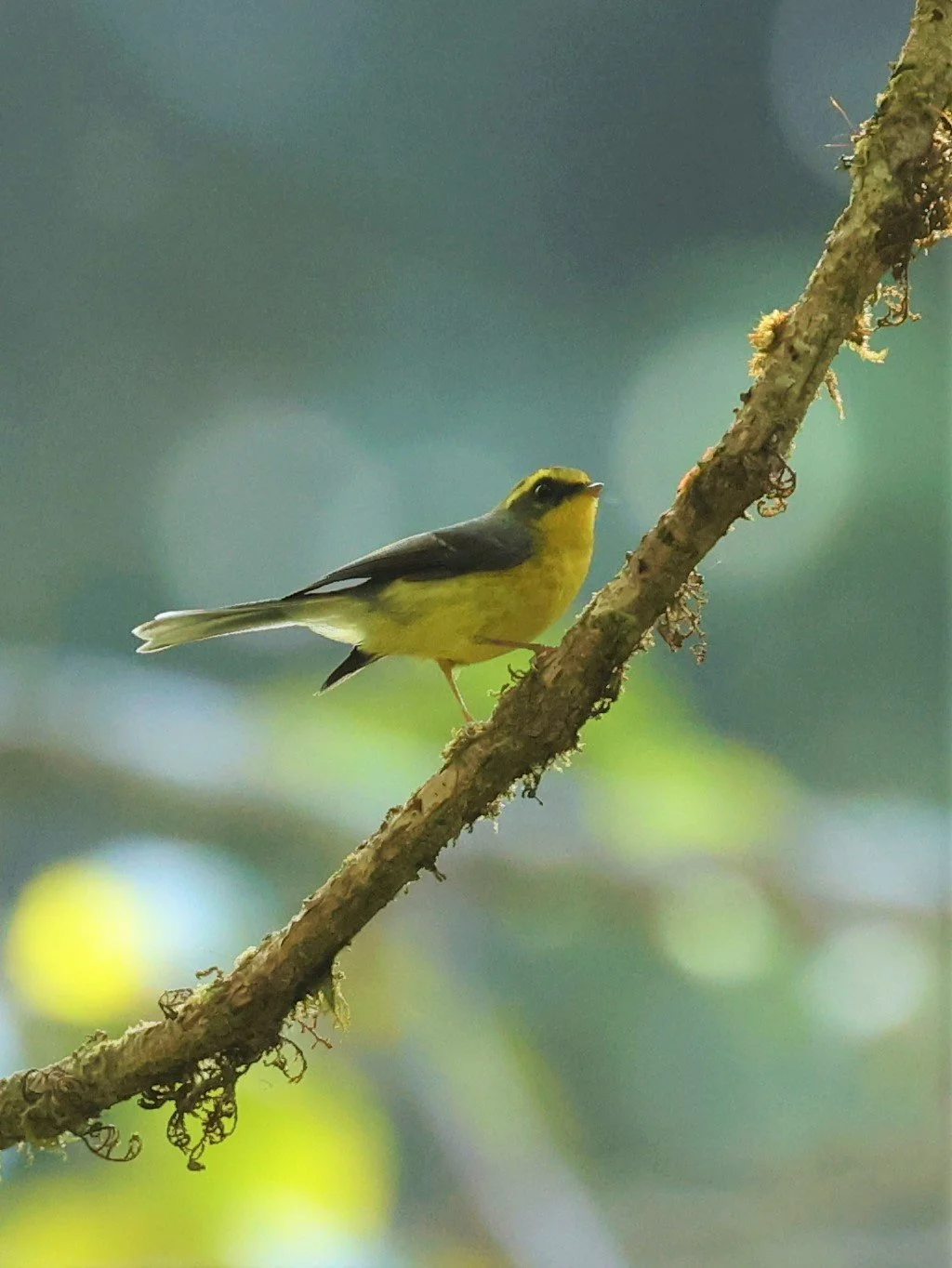 FANTAIL - YELLOW-BELLIED FAIRY-FANTAIL - Chelidorhynx hypoxanthus - DOI PHA HOM POK NP DOI LANG EAST FEB 2022 (36).jpg