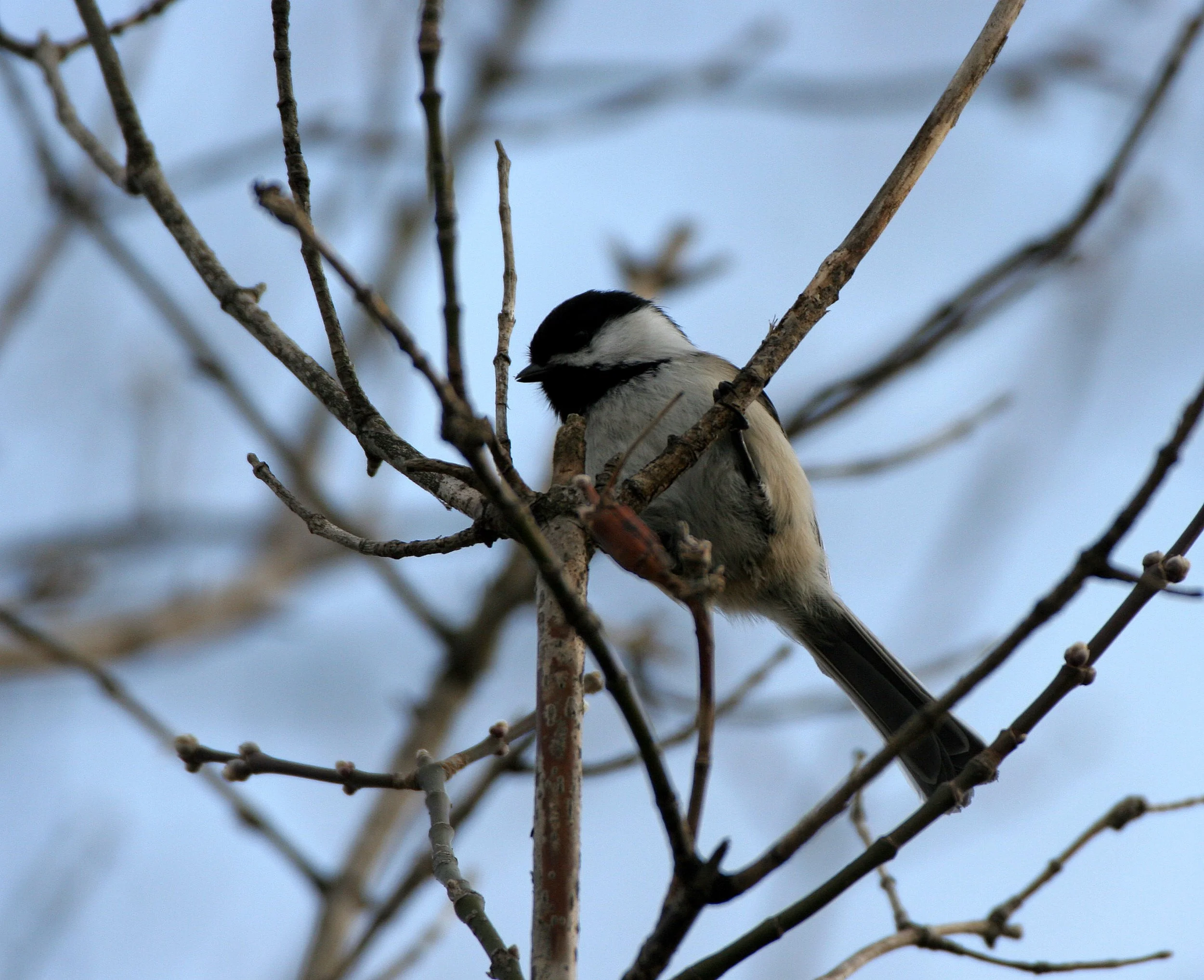 Black-capped chickadee (Poecile atricapillus) Lincoln Marsh, Wheaton Illinois (6).JPG
