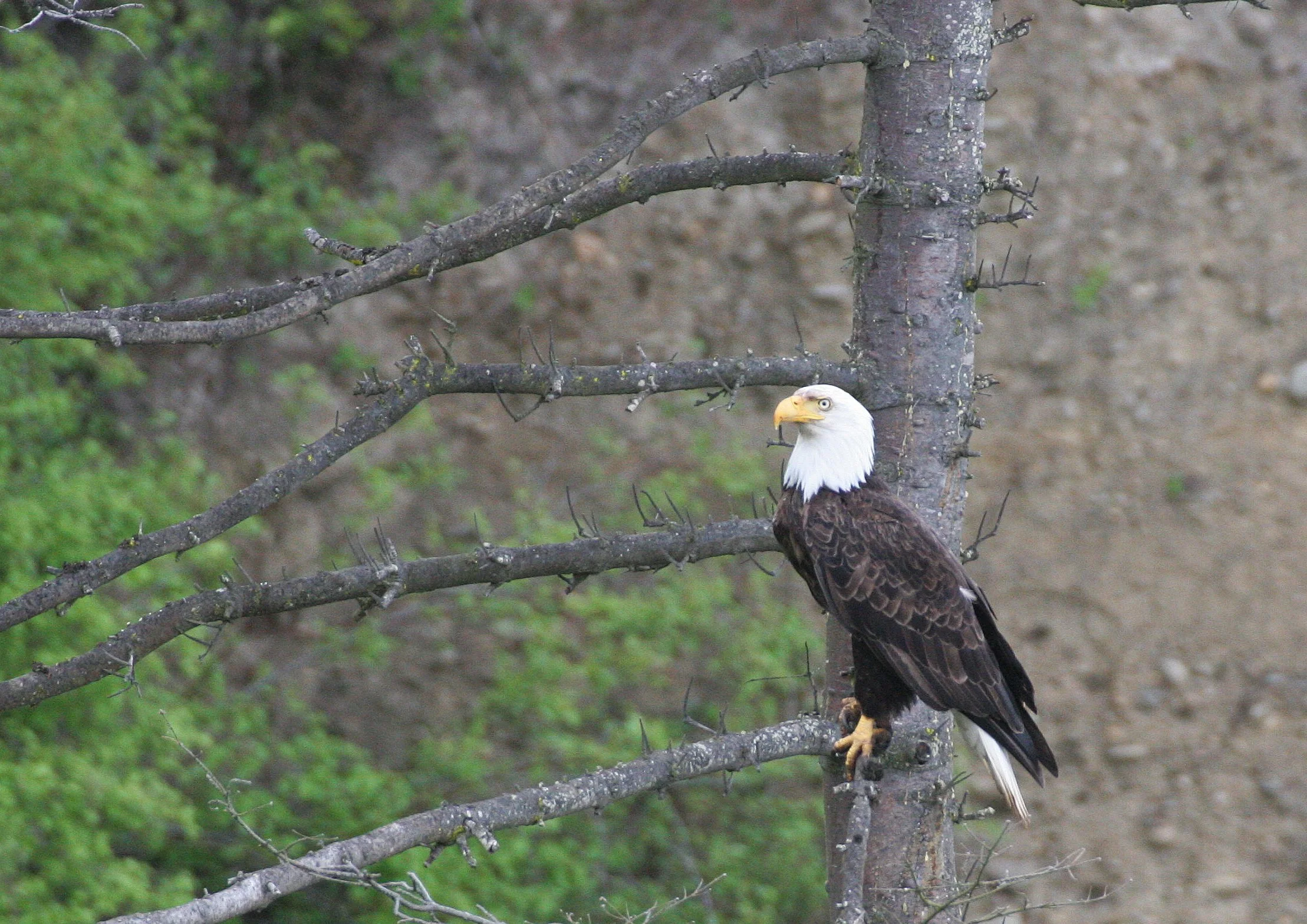 Haliaeetus leucocephalus - AMERICAN BALD EAGLE - LAKE FARM BLUFFS WASHINGTON (279).JPG