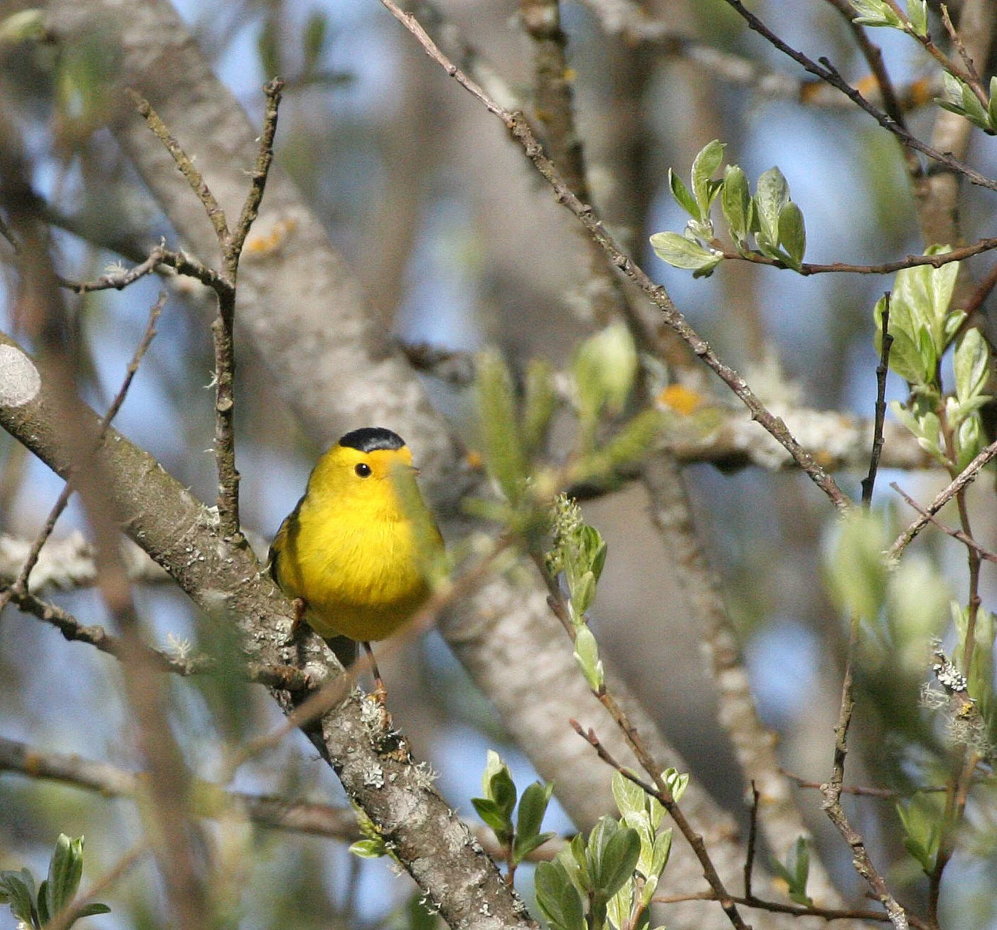 BIRD - WARBLER - WILSON'S WARBLER - WILSONIA PUSILLA - LAKE FARM WOODS WA (25).JPG