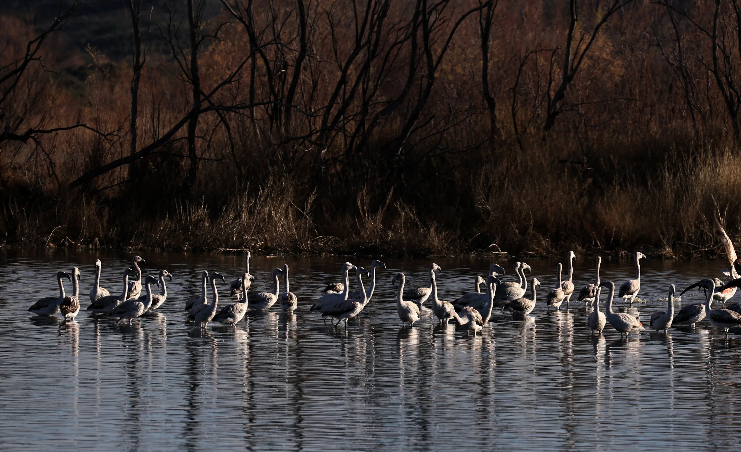 Chilean Flamingo (Phoenicopterus chilensis) Lagunas del Ornitólogo, Trelew Argentina (43).jpg