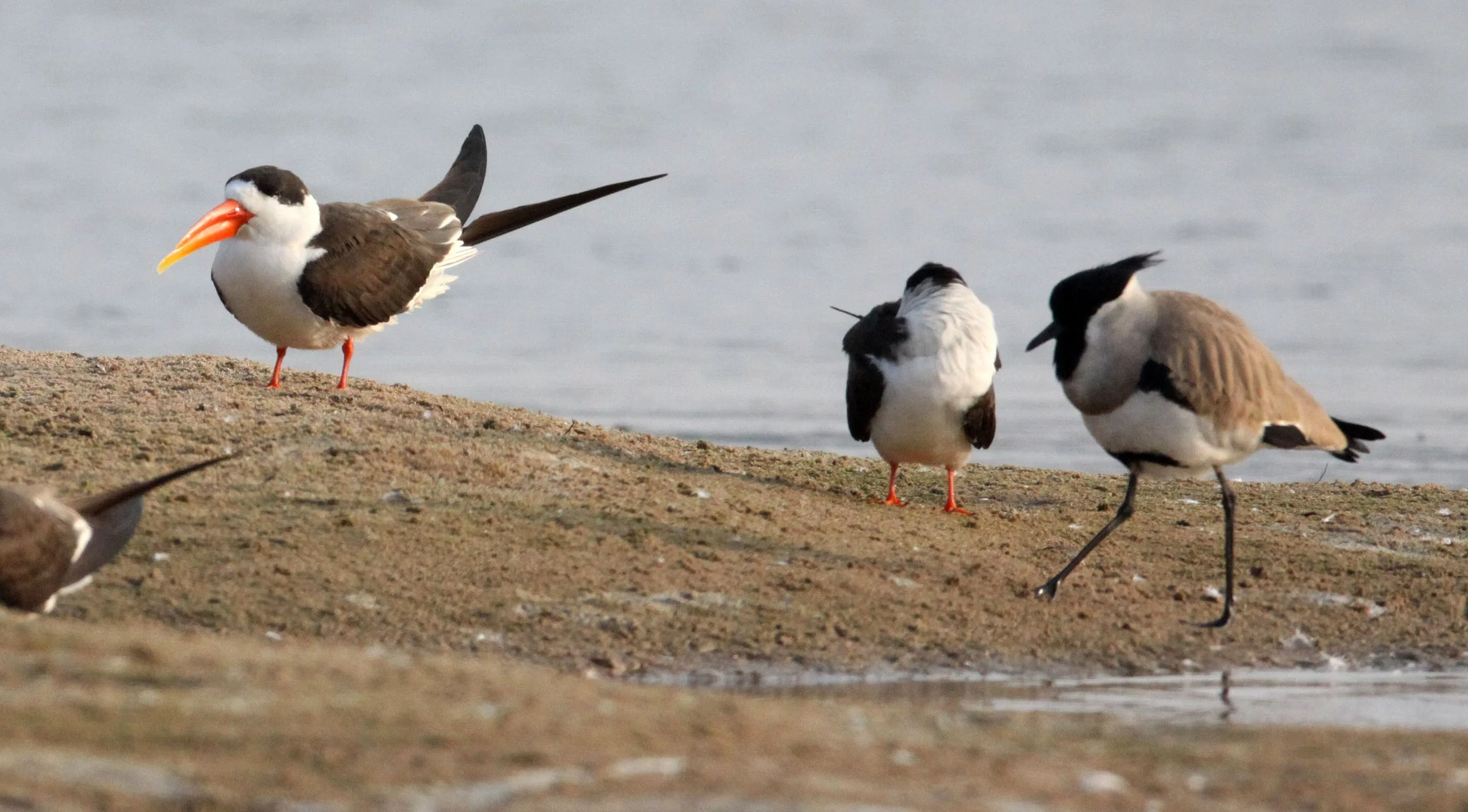 BIRD - SKIMMER - INDIAN SKIMMER - CHAMBAL SANCTUARY INDIA (24).JPG