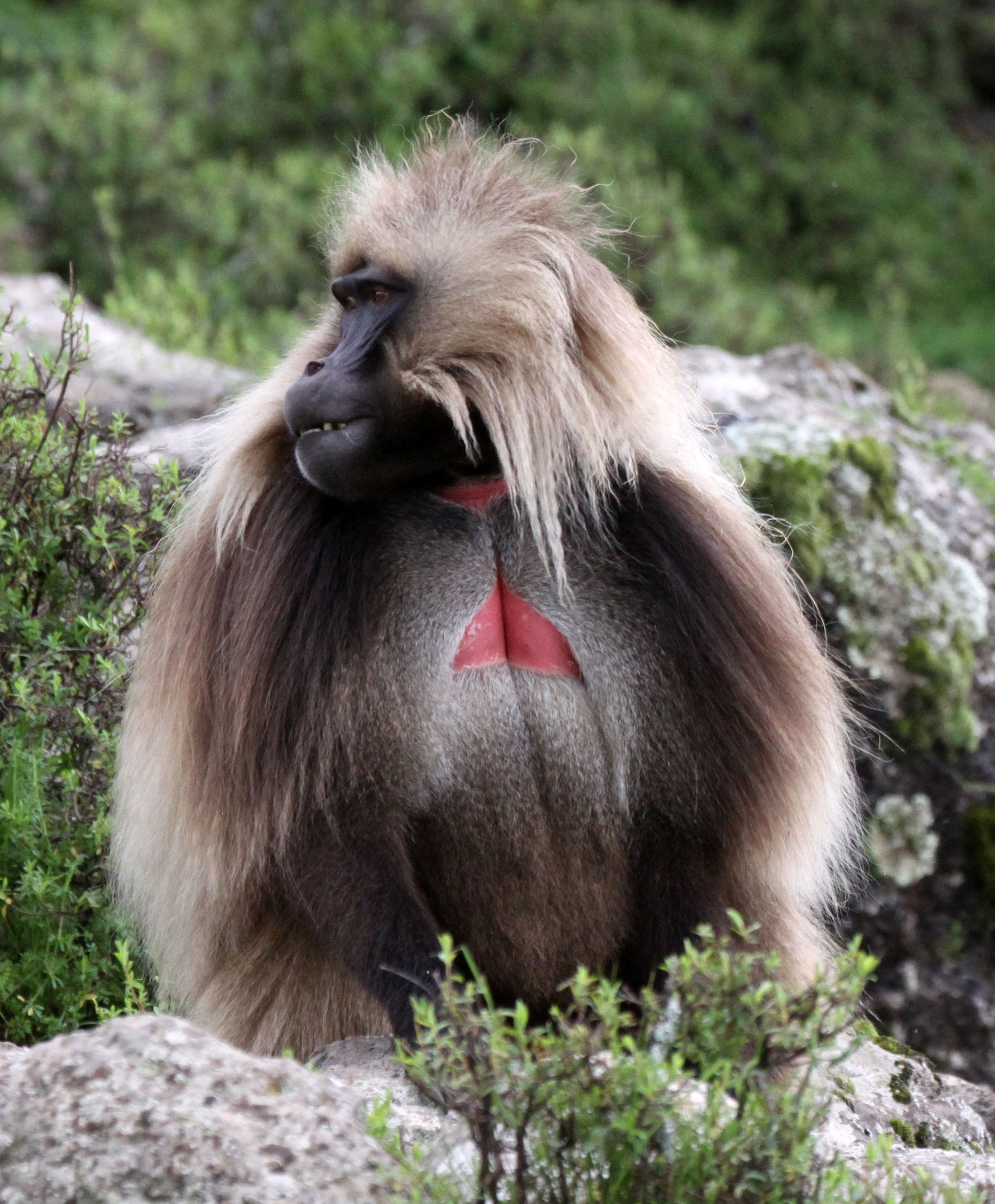 CERCOPITHECIDAE - Theropithecus gelada - GELADA - SIMIEN MOUNTAINS NATIONAL PARK ETHIOPIA (1510).JPG