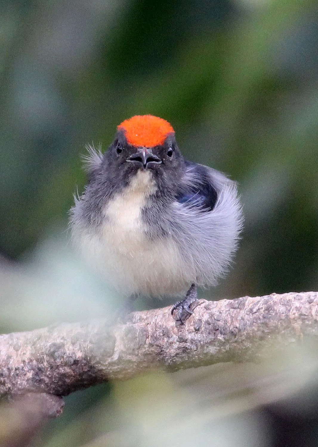 FLOWERPECKER - SCARLET-BACKED FLOWERPECKER - Dicaeum cruentatum - WAT THA SUNG TAKSINARAM - BANG SAI AYUTHAYA PROVINCE THAILAND (7).JPG