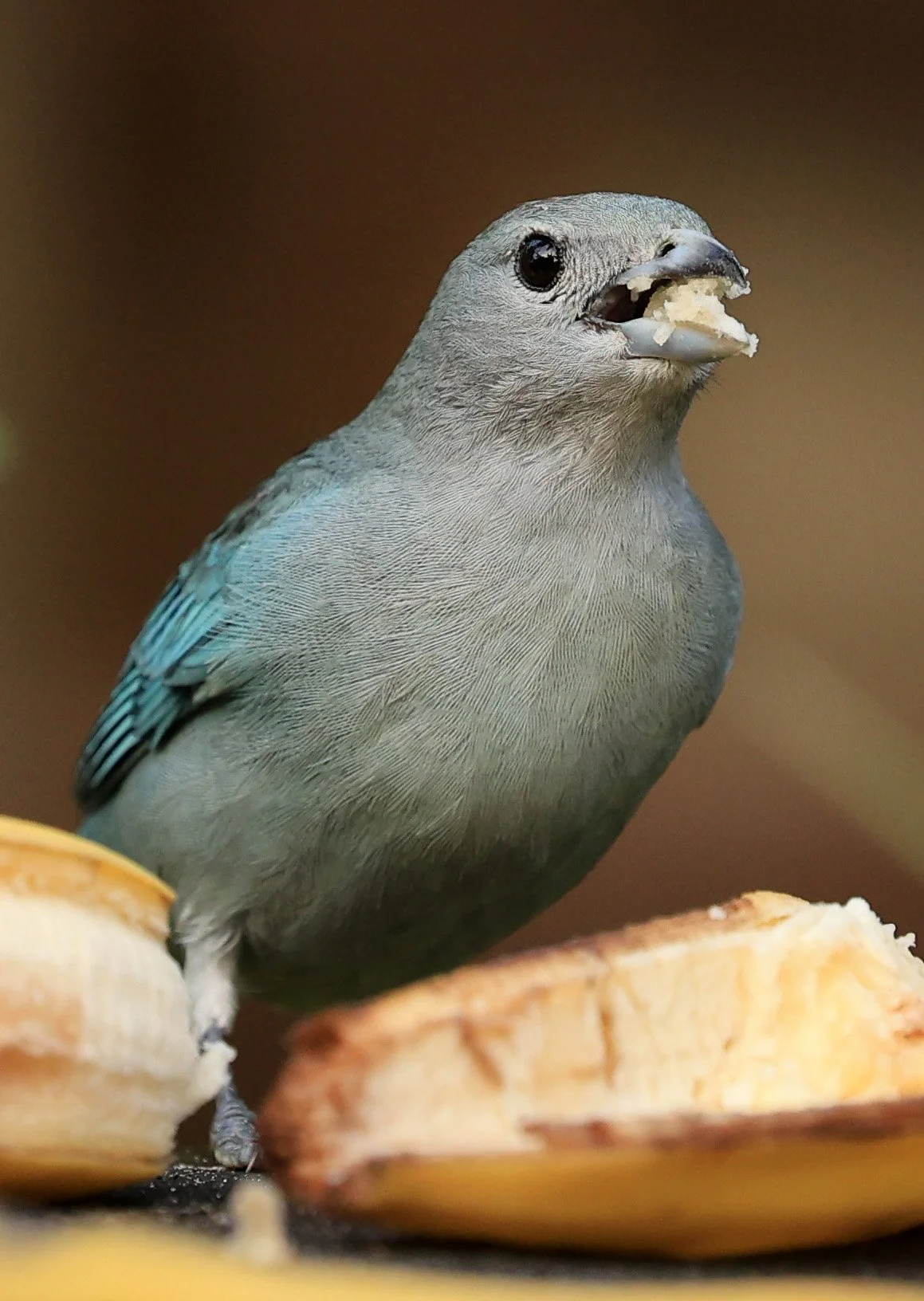 Sayaca tanager (Thraupis sayaca) Superagui National Park, Brazil (1).jpg