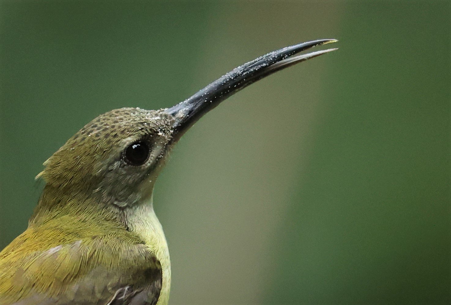 SPIDERHUNTER - LITTLE SPIDERHUNTER - Arachnothera longirostra - DOI INTHANON NP CHIANG MAI, DEC 2021 (30).JPG