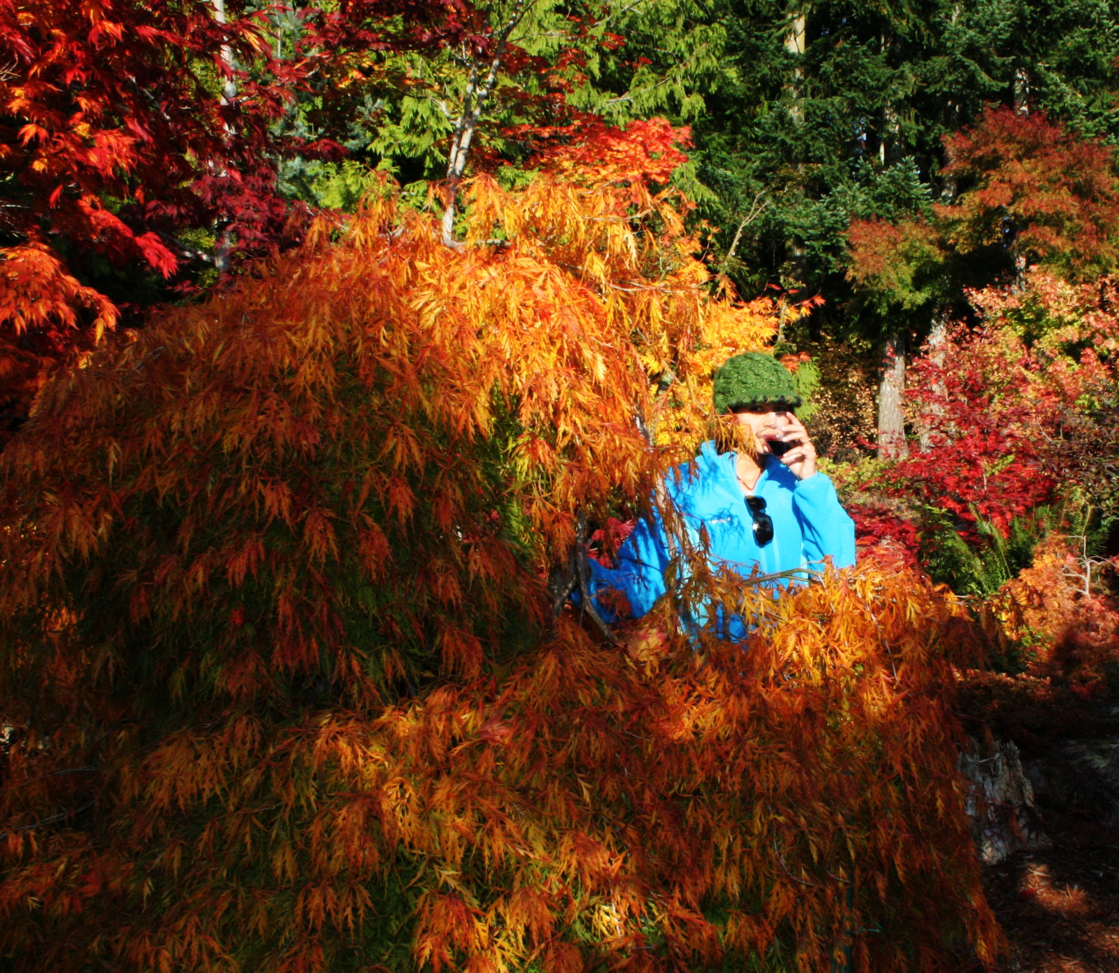 2008-10-26 MAPLE AND MERLOT - ELWHA RIVER VALLEY WA (18).JPG