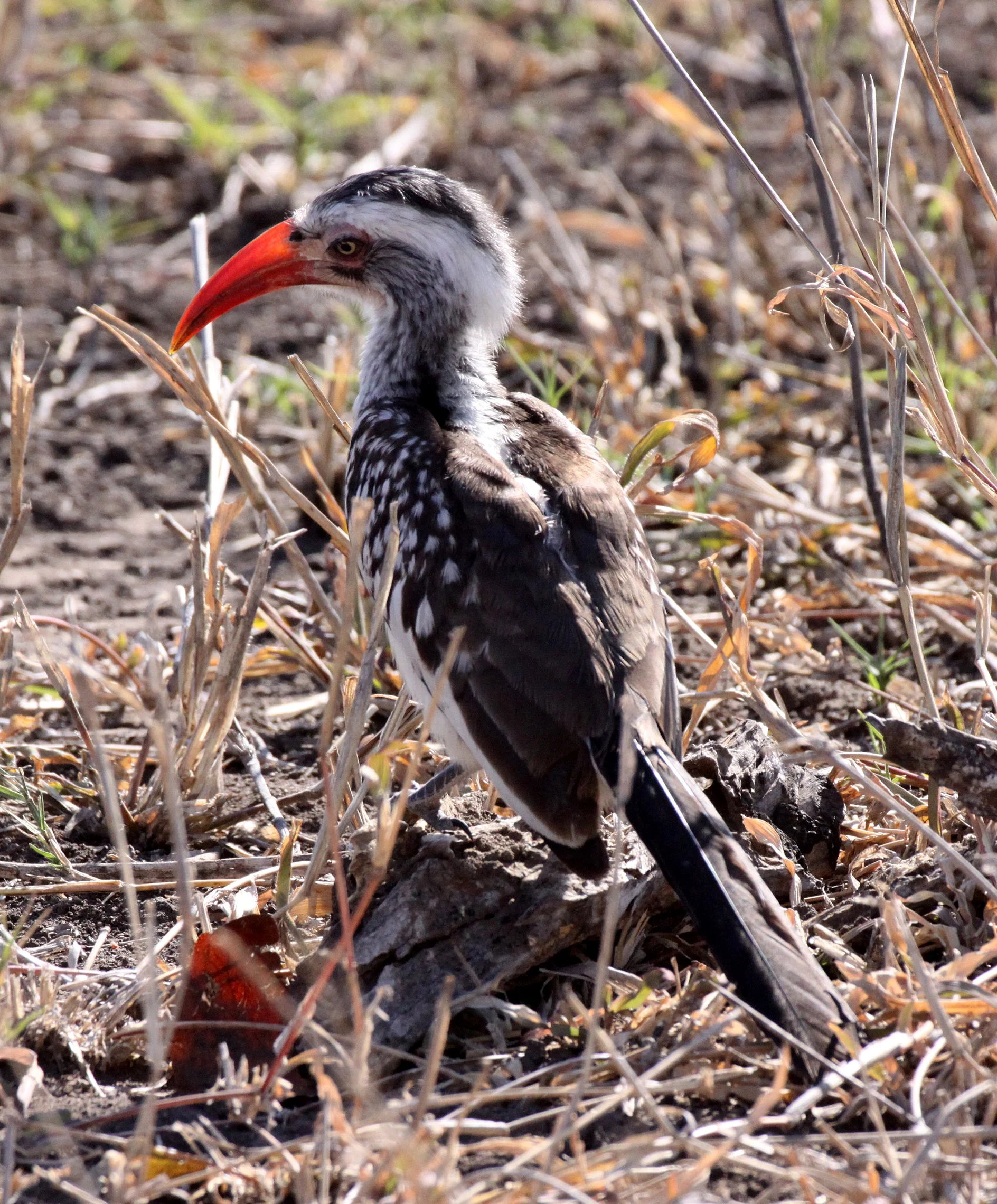 Tockus rufirostris - SOUTHERN RED-BILLED HORNBILL - TOCKUS ERYTHRORHYNCHUS - KRUGER NATIONAL PARK SOUTH AFRICA (2).JPG