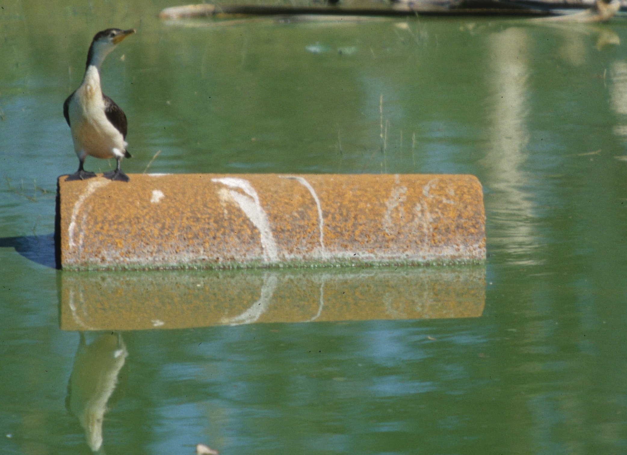 BIRD - CORMORANT - PIED CORMORANT -  KAKADU NP.jpg