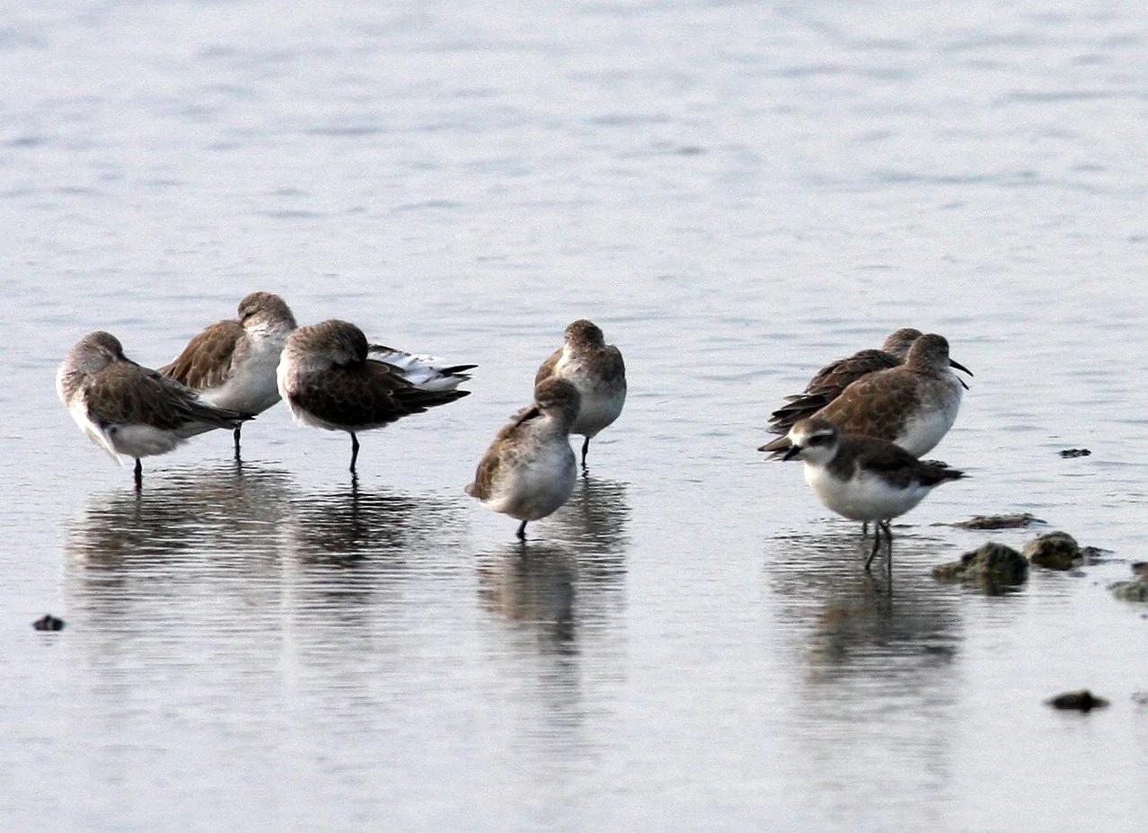SANDPIPER - CURLEW SANDPIPER - Calidris ferruginea - PAK THALE PETCHABURI PROVINCE THAILAND (22).JPG