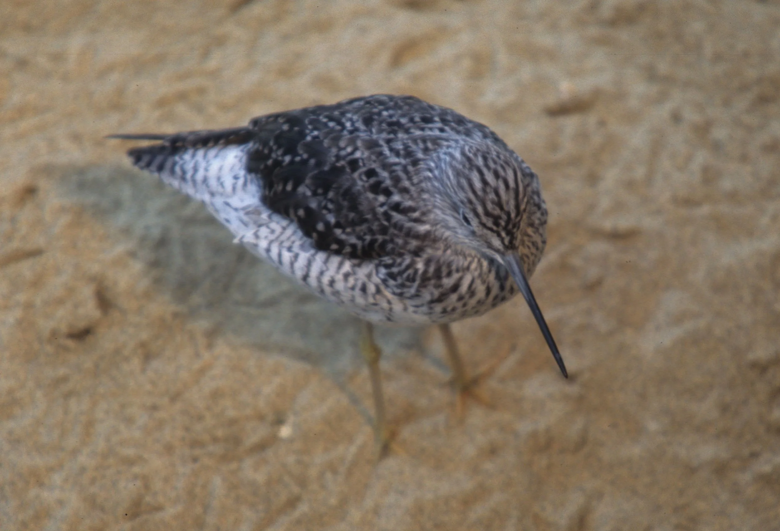 BIRD - WILLET - MONTERREY.jpg