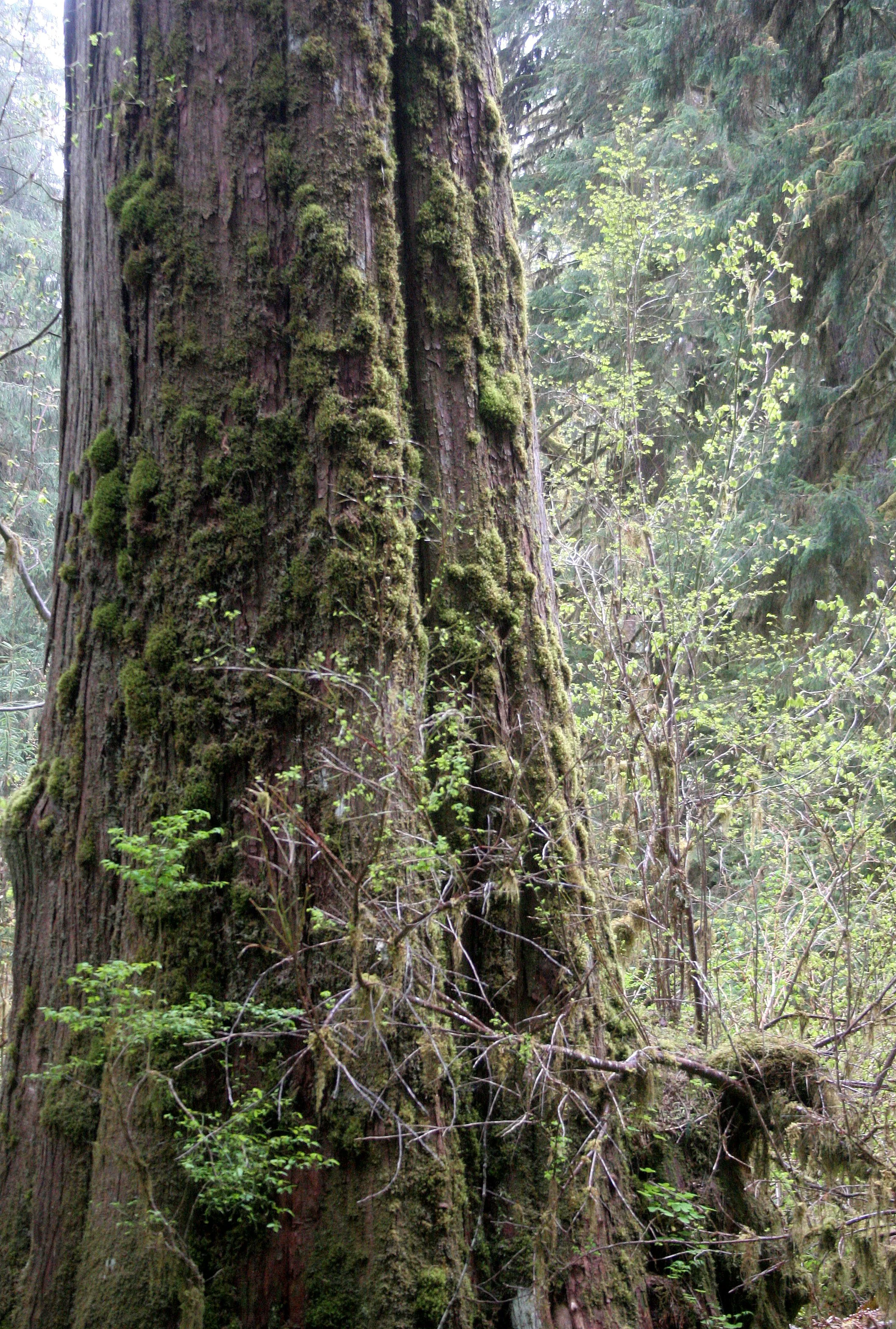 HOH RIVER WOODS.JPG