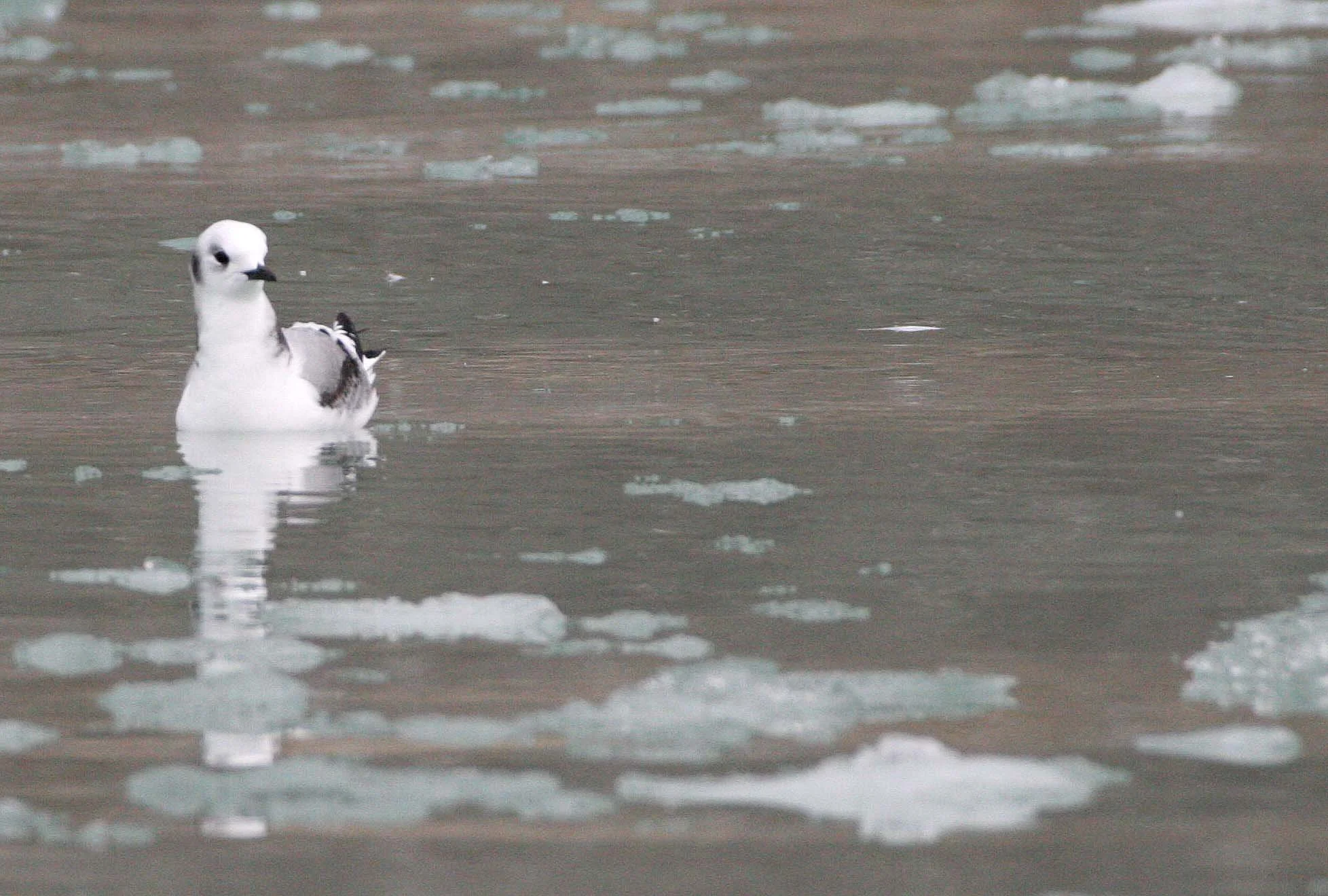 BIRD - KITTIWAKE - BLACK-LEGGED - SVALBARD (28).jpg