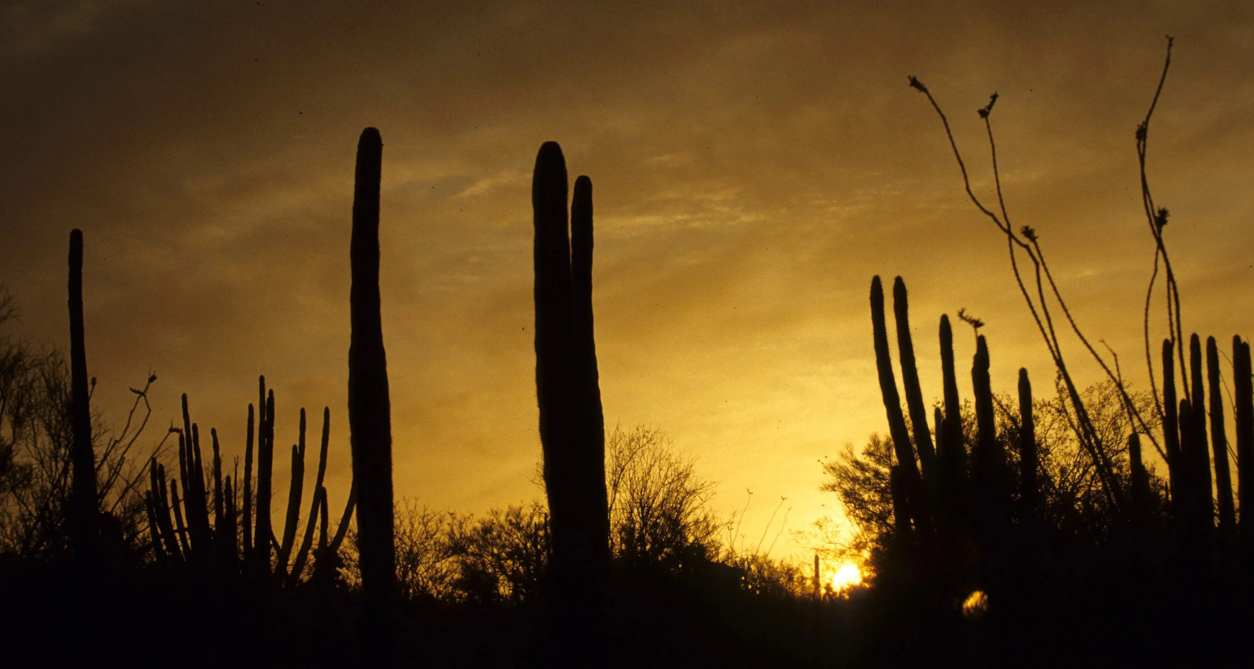 ORGAN PIPE CACTUS NP - SUNSET A.jpg