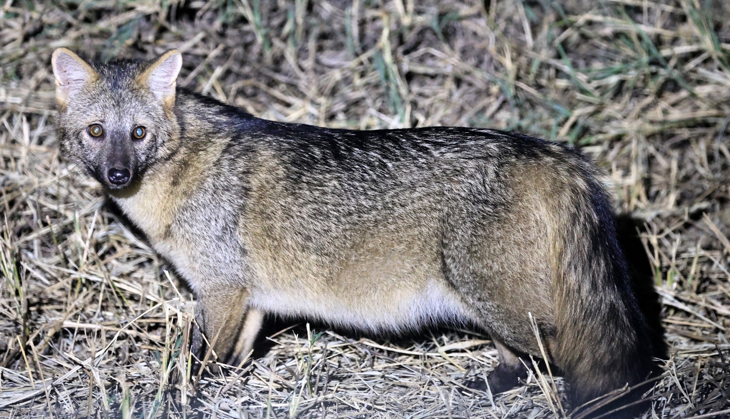 Crab-eating Fox (Cerdocyon thous) Estancia Campo'í Paraguay  (11).jpg