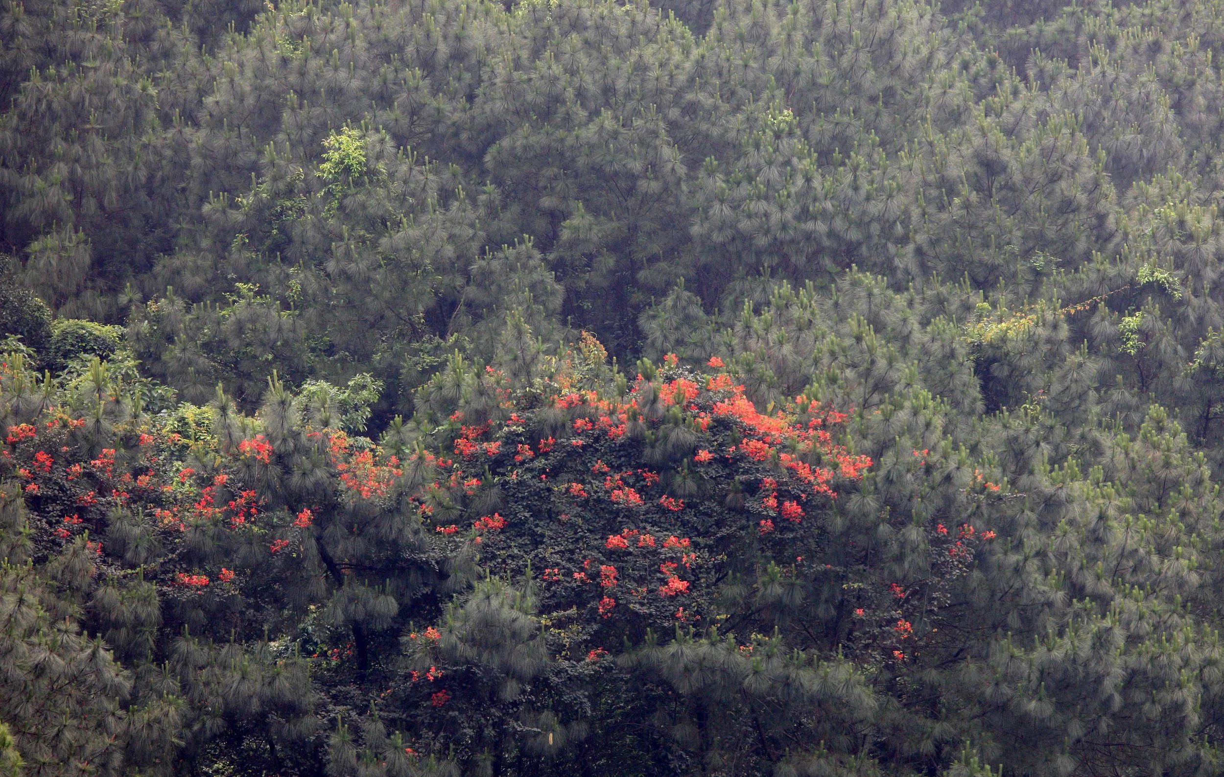 BACH MA NATIONAL PARK AND VICINIT VIET NAM (7).JPG