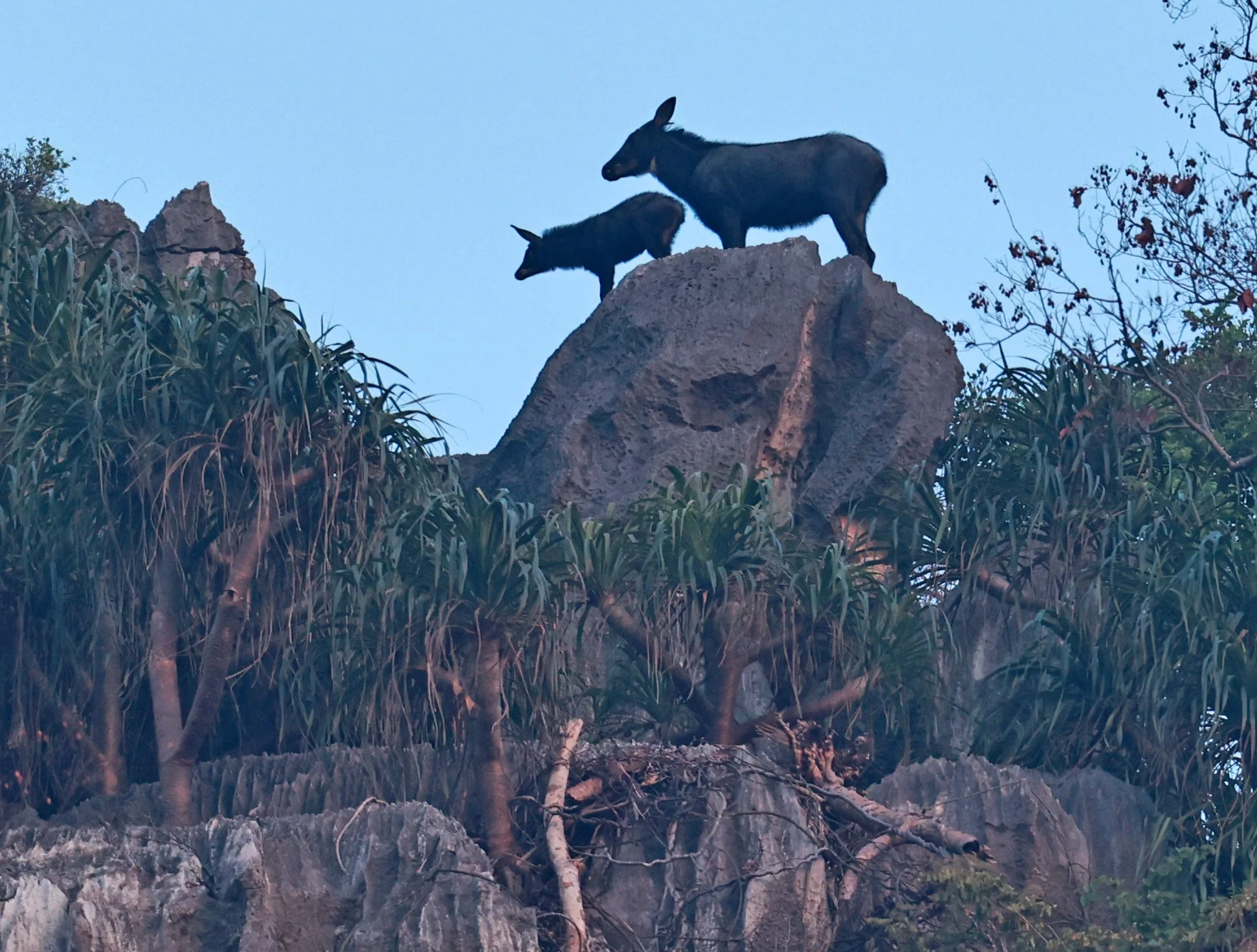 Indochinese Serow (Capricornis milneedwardsi maritimus) Pak Chong, Ban Tha Chang Spring (47).jpg