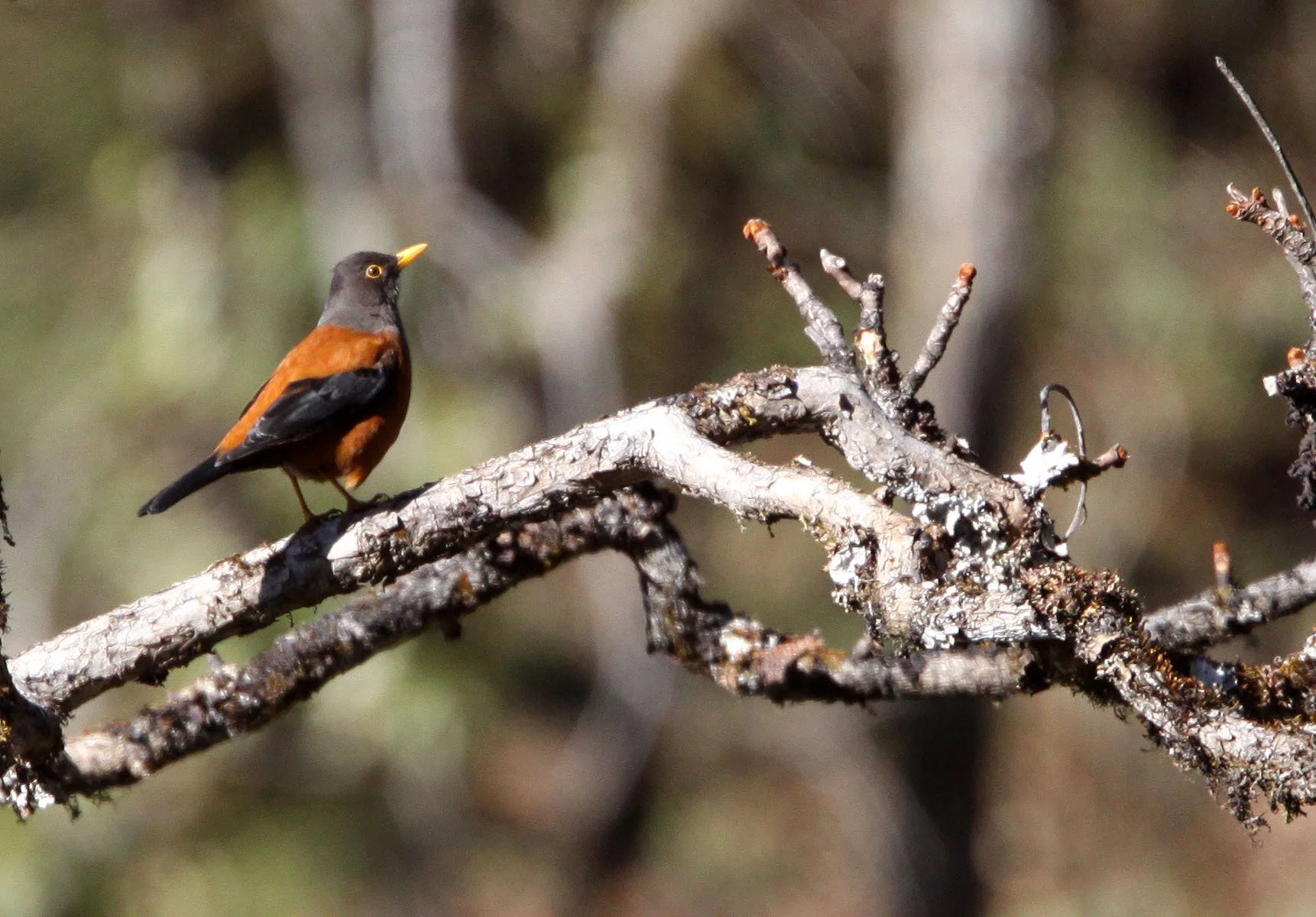 Chestnut Thrush (Turdus rubrocanus) Baima Snow Mountain Yunnan (2).JPG