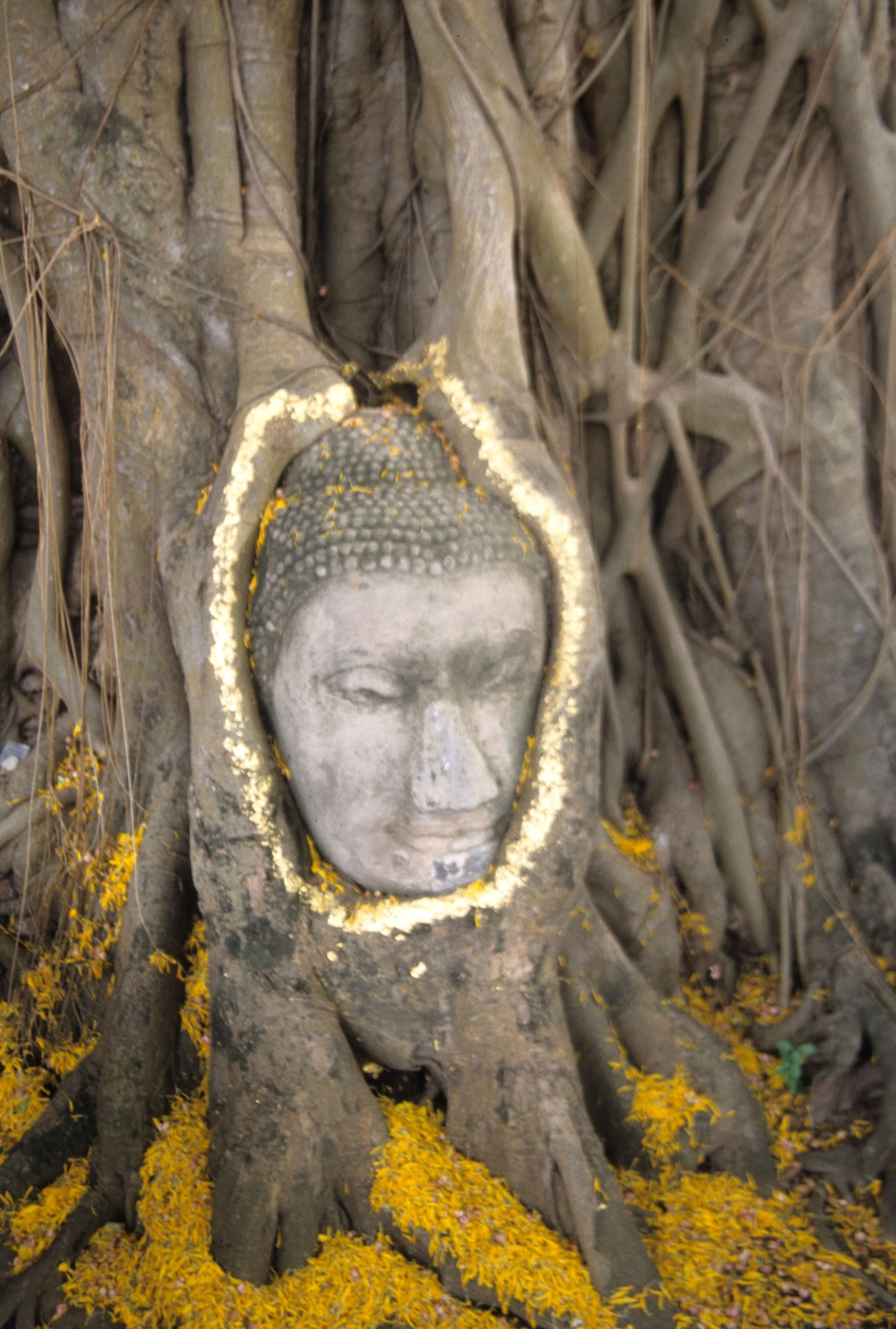 AYUDTHAYA - WAT PHRA MAHATAT J.jpg