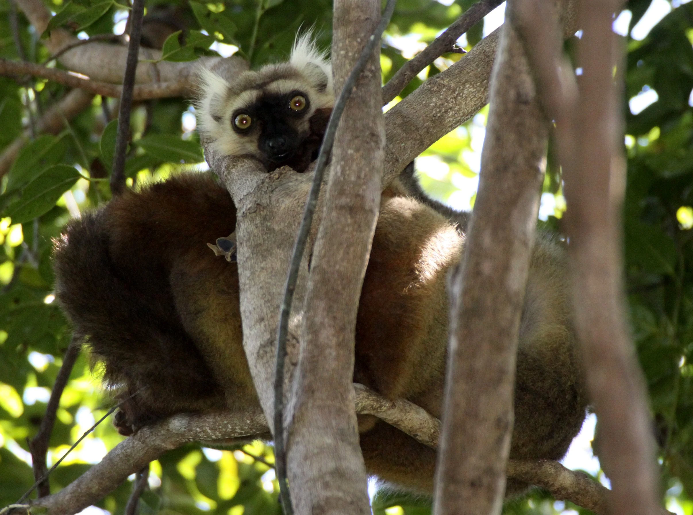 LEMURIDAE - Eulemur sanfordi - SANFORD'S BROWN LEMUR - ANKARANA NATIONAL PARK MADAGASCAR (21).JPG