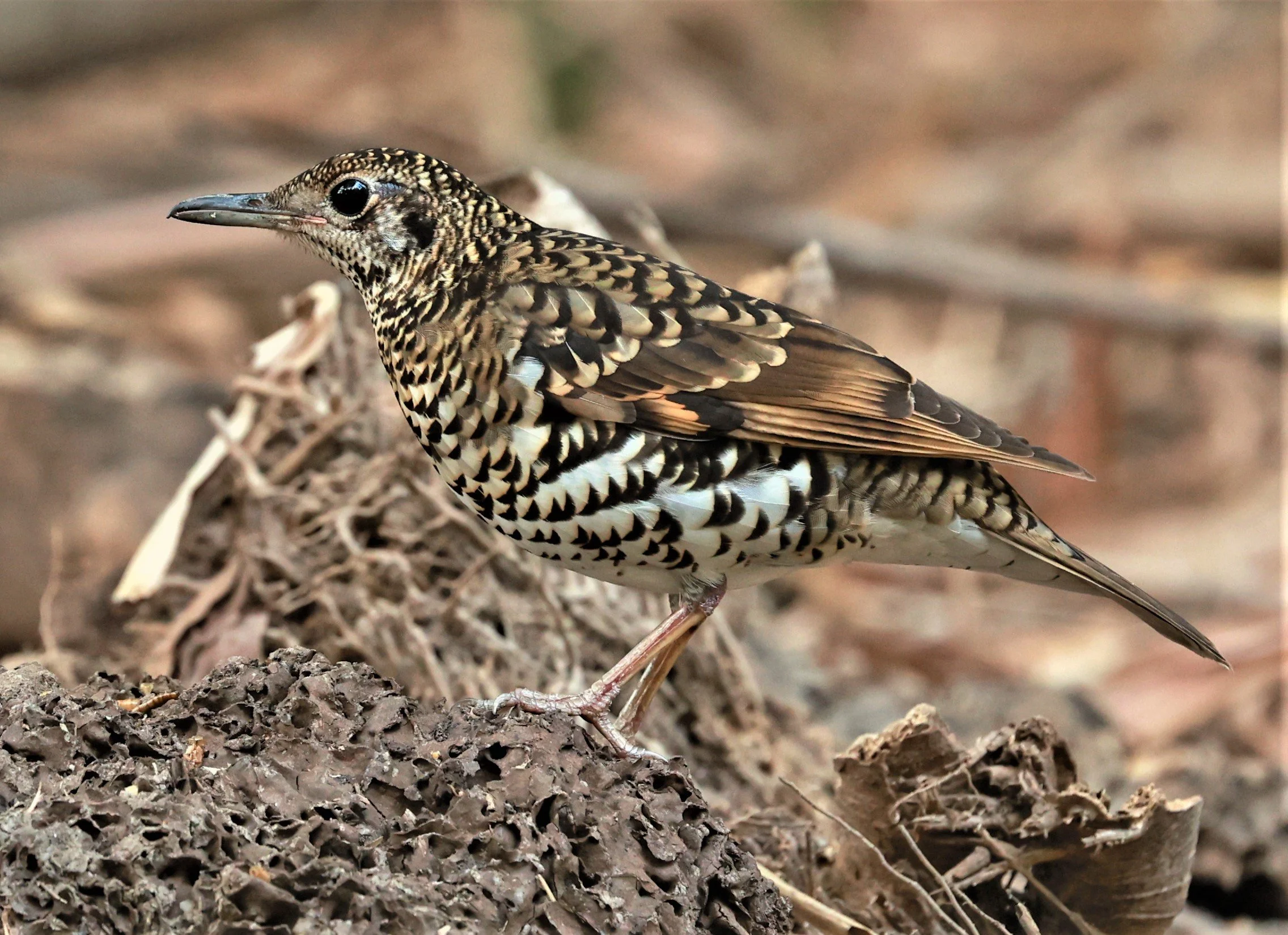 White's Thrush (Zoothera aurea) Putthamonthon Park Nakhon Pathom Thailand (147).jpg