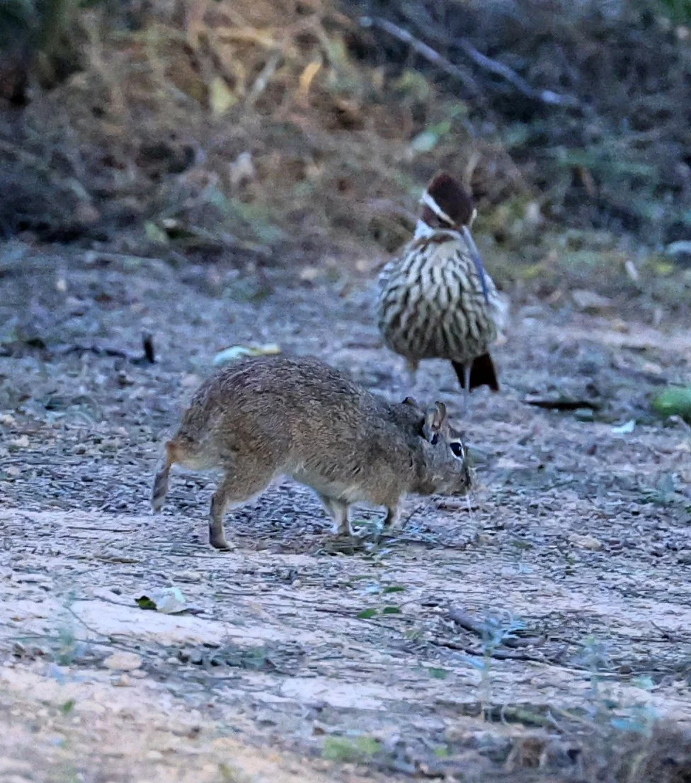 Lowland Yellow-Toothed Cavy (Galea leucoblephara) Hotel Iparoma Campestre Paraguay (44).jpg