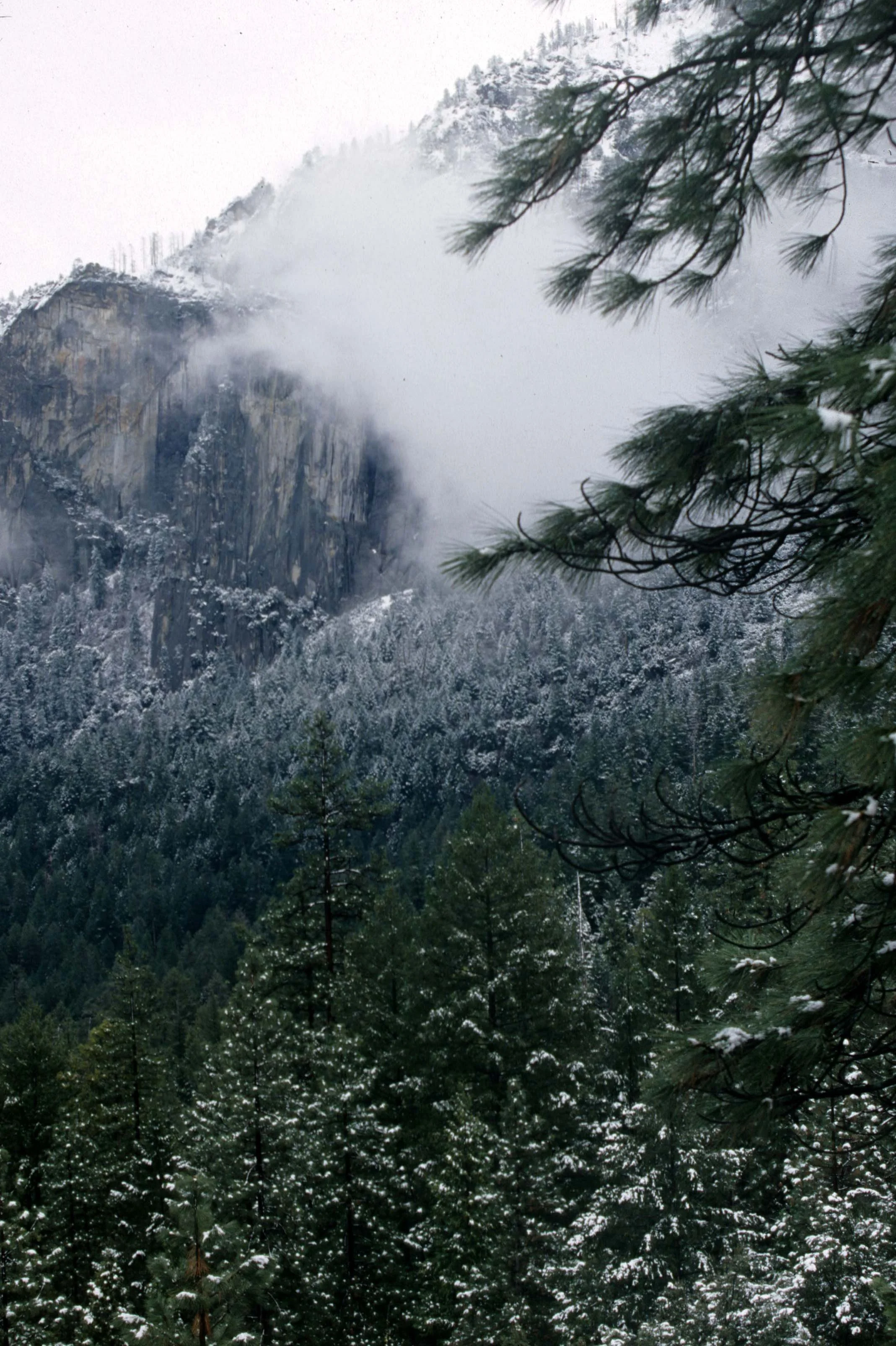 CALIFORNIA - YOSEMITE NP  (20).jpg