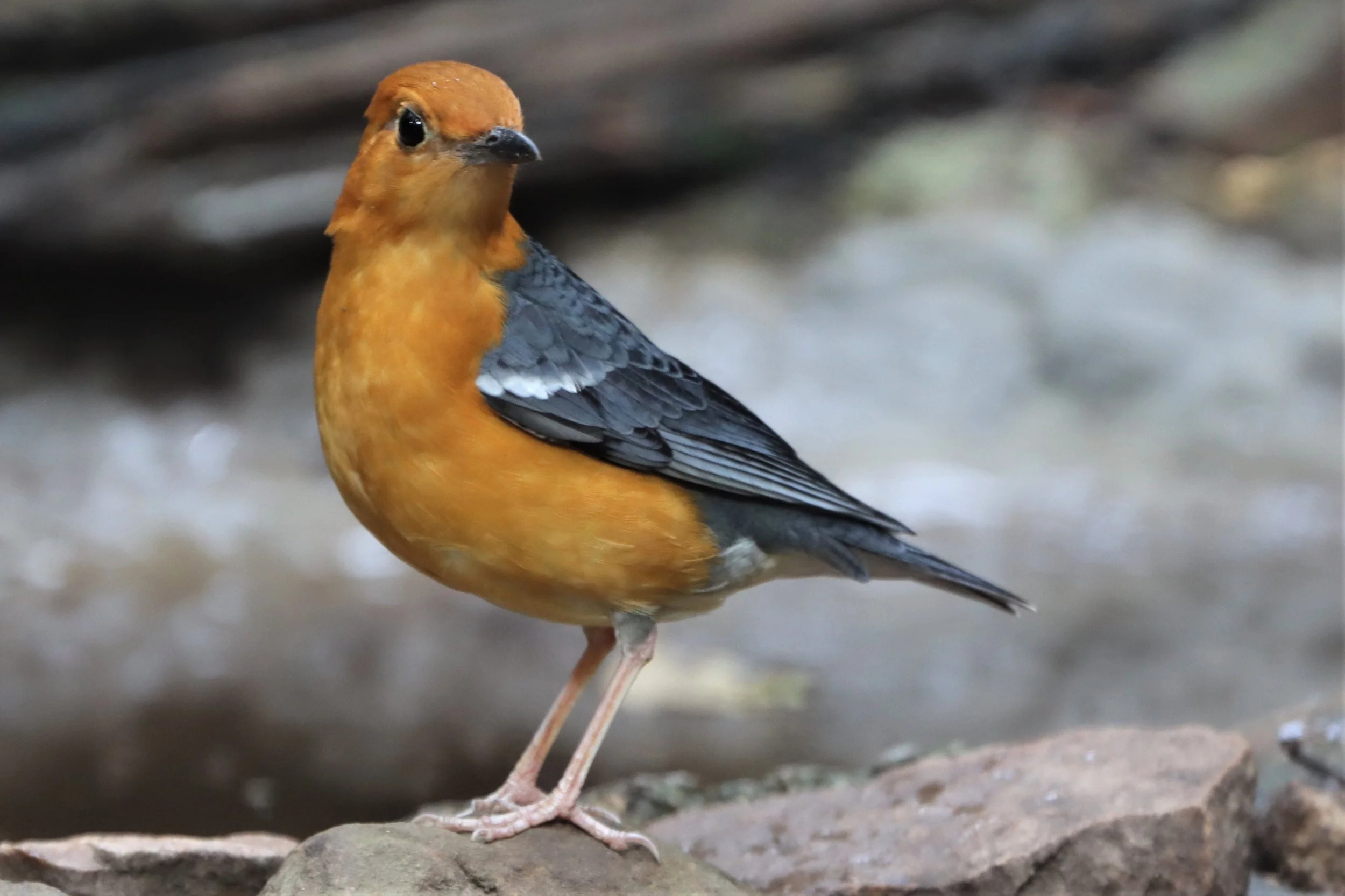 Orange-headed Thrush (Zoothera citrina) Neung Hide Kaeng Krachan NP (20).jpg