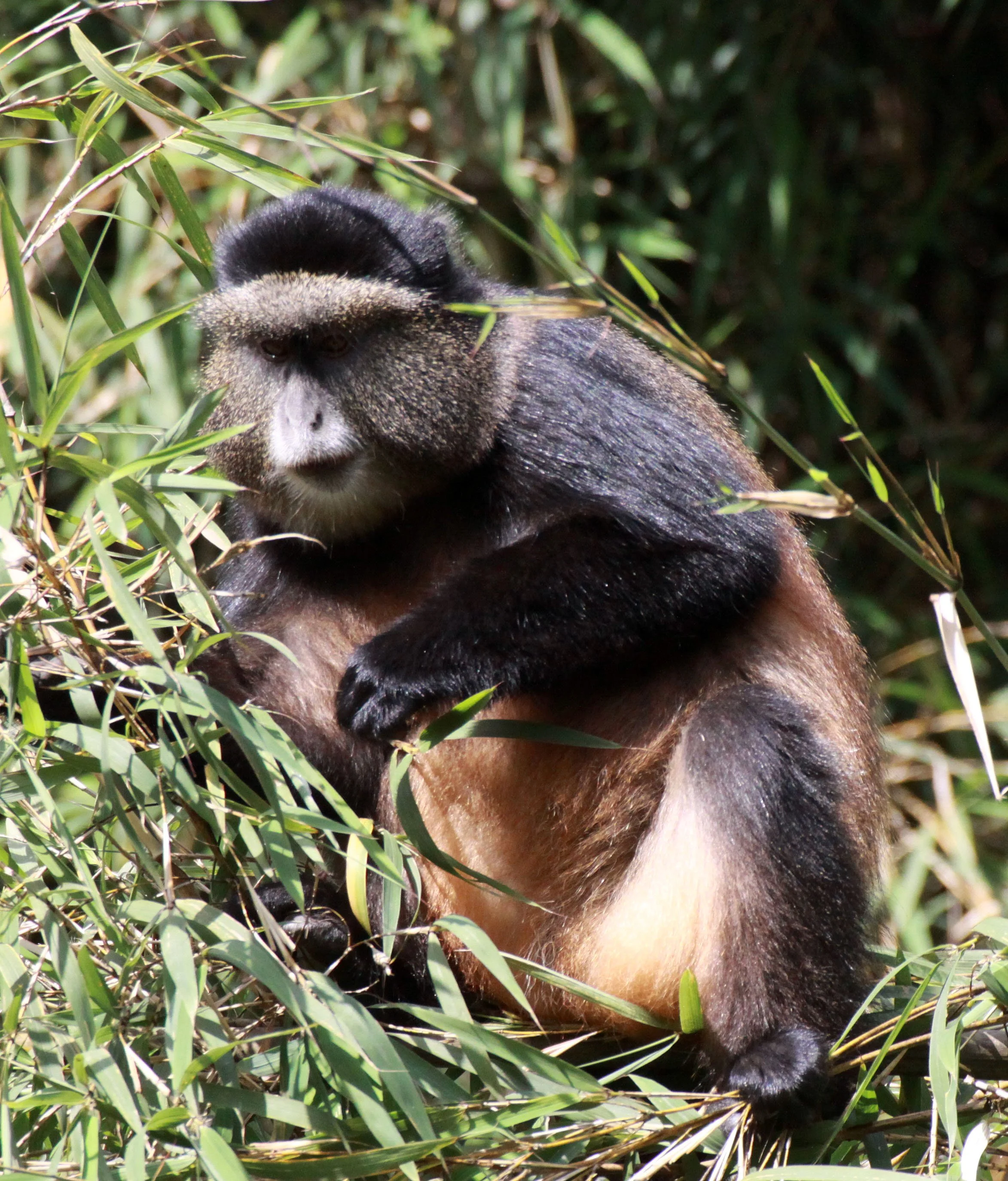 CERCOPITHECIDAE - Cercopithecus kandti - VIRUNGA GOLDEN MONKEY - PARK DU VULCANS RWANDA (339).JPG