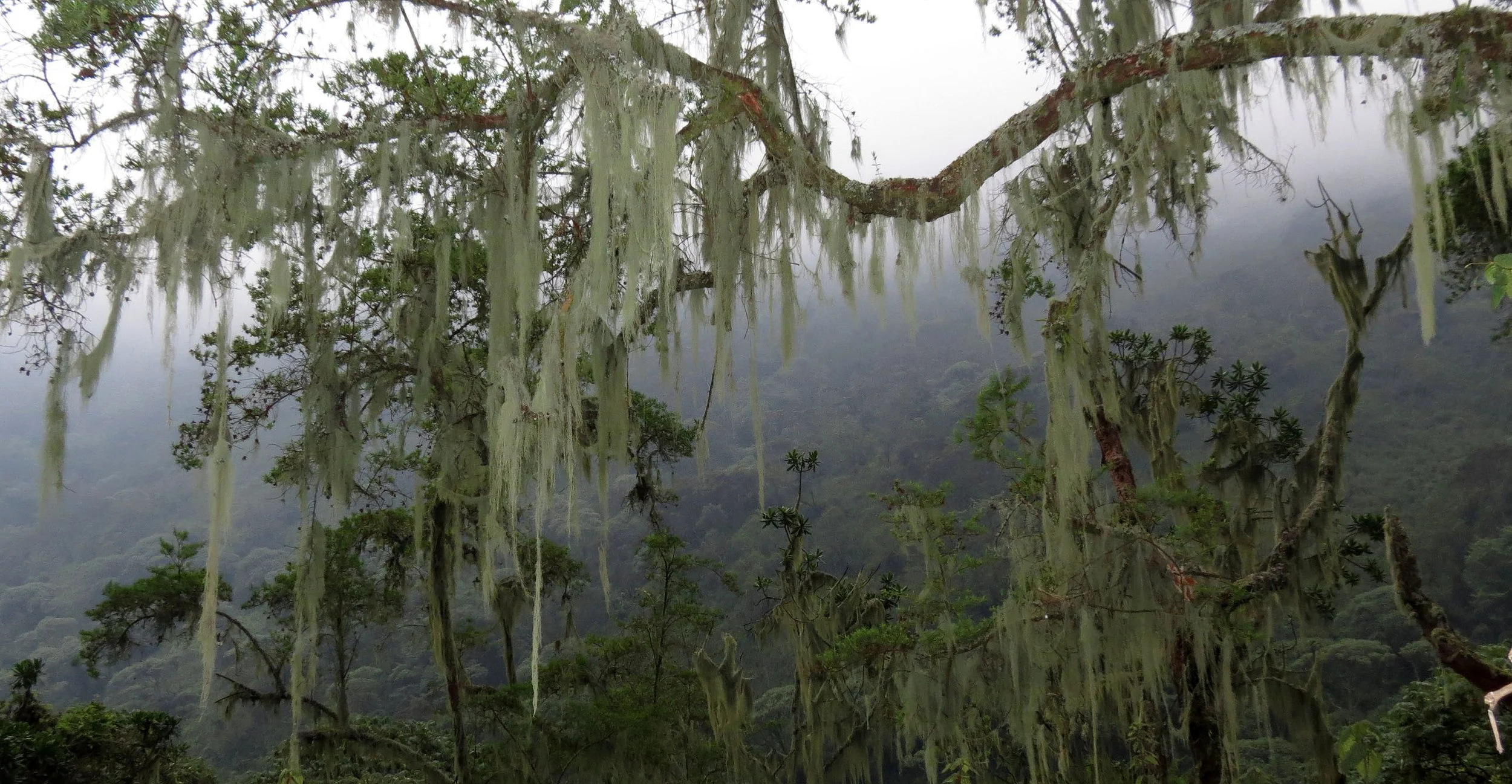 RWENZORI NATIONAL PARK UGANDA (111).JPG