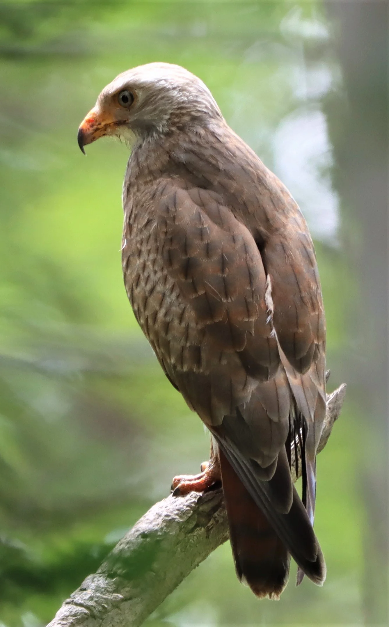 BUZZARD - RUFOUS-WINGED BUZZARD - Butastur liventer - PHANOMRUNG PRASAT RUINS BURIRAM (13).jpg