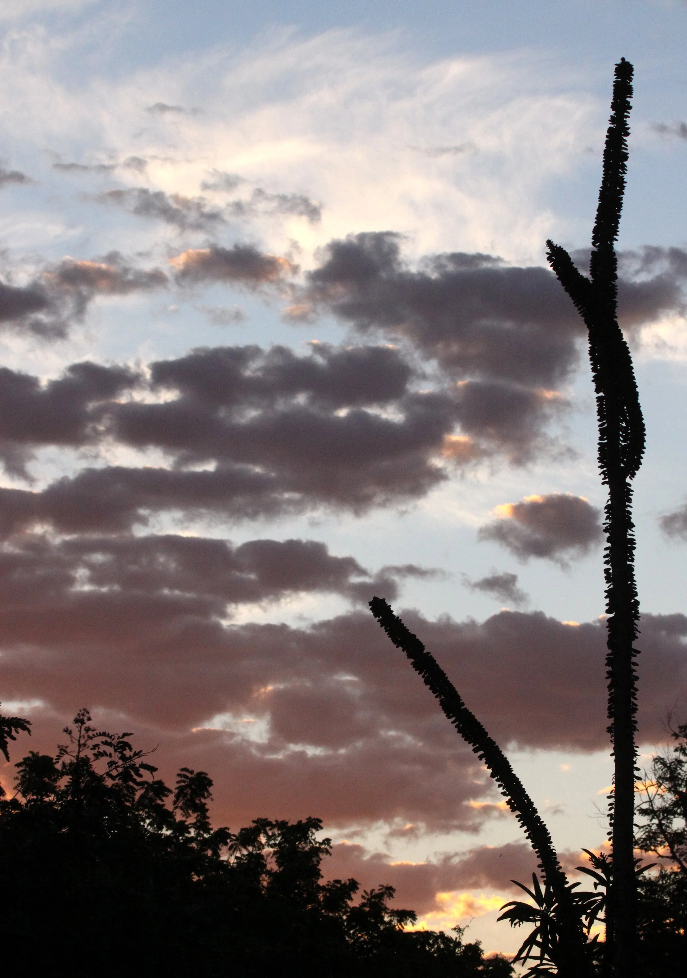 BERENTY RESERVE MADAGASCAR - SUNSET OVER THE ALLAUDIA (3).JPG