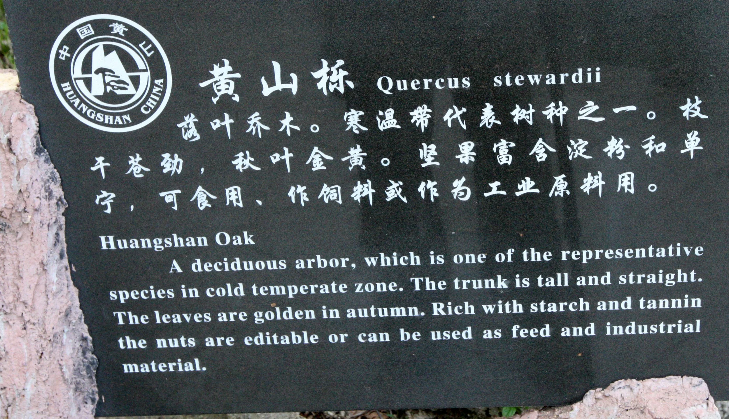 HUANGSHAN NATIONAL PARK ANHUI PROVINCE CHINA (52).JPG
