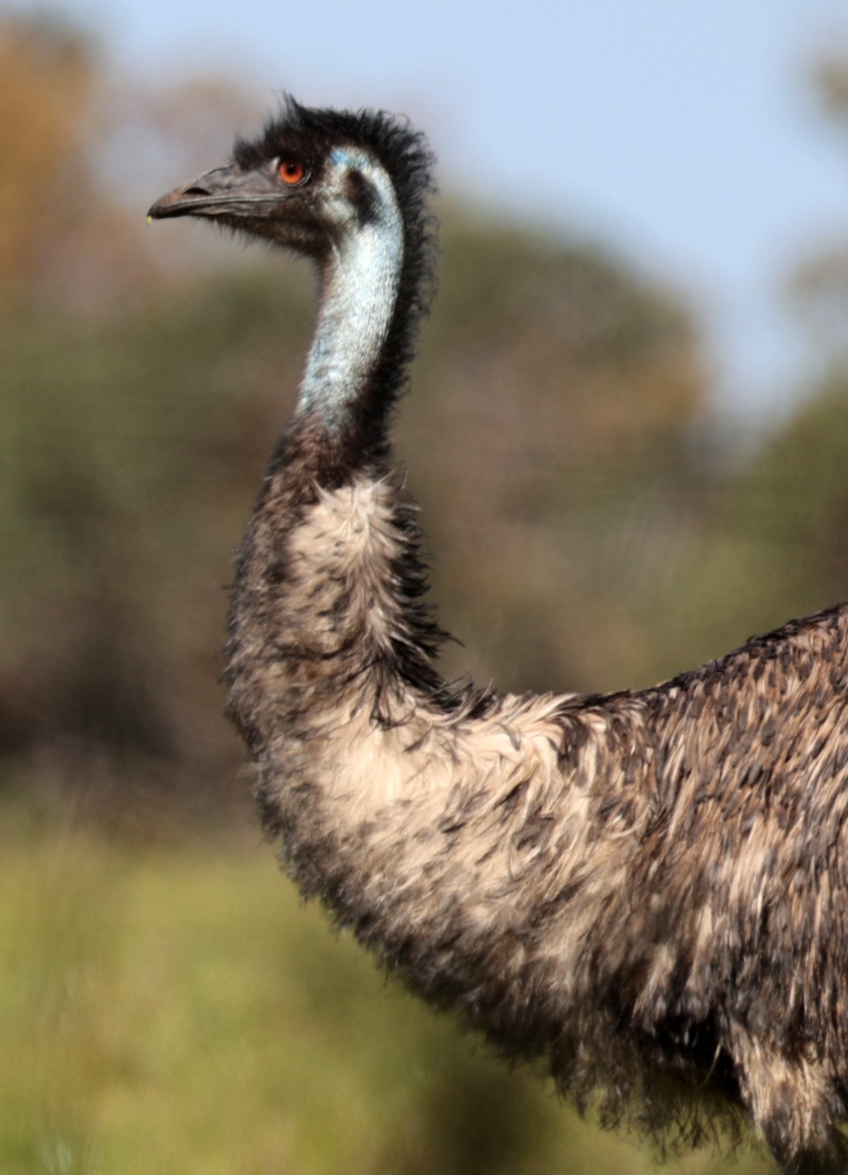 Emu (Dromaius novaehollandiae) Mt Frankland NP - Western Australia (64).jpg
