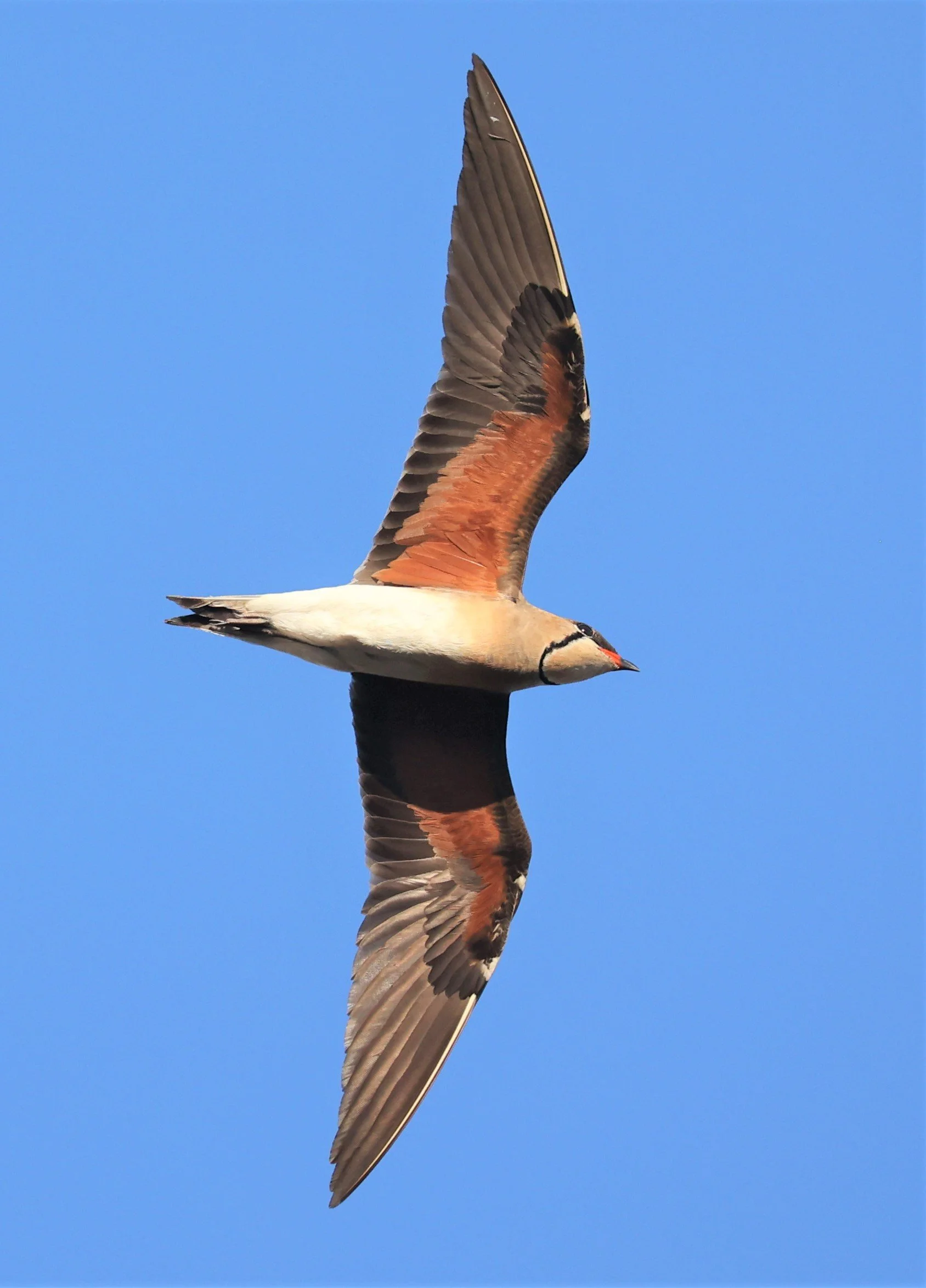 PRATINCOLE - ORIENTAL PRATINCOLE - Glareola maldivarum - TAP YAO RICEFIELDS LAT KRABANG - APRIL 23 2022 (53).jpg