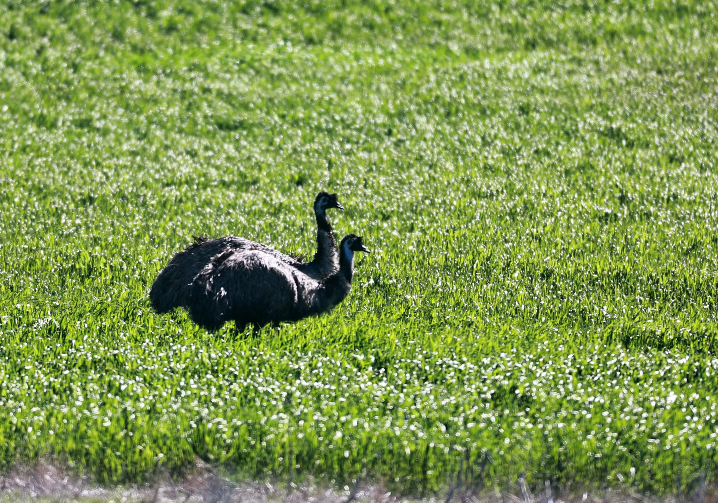 Emu (Dromaius novaehollandiae) Stirling Range NP - Western Australia (31).jpg