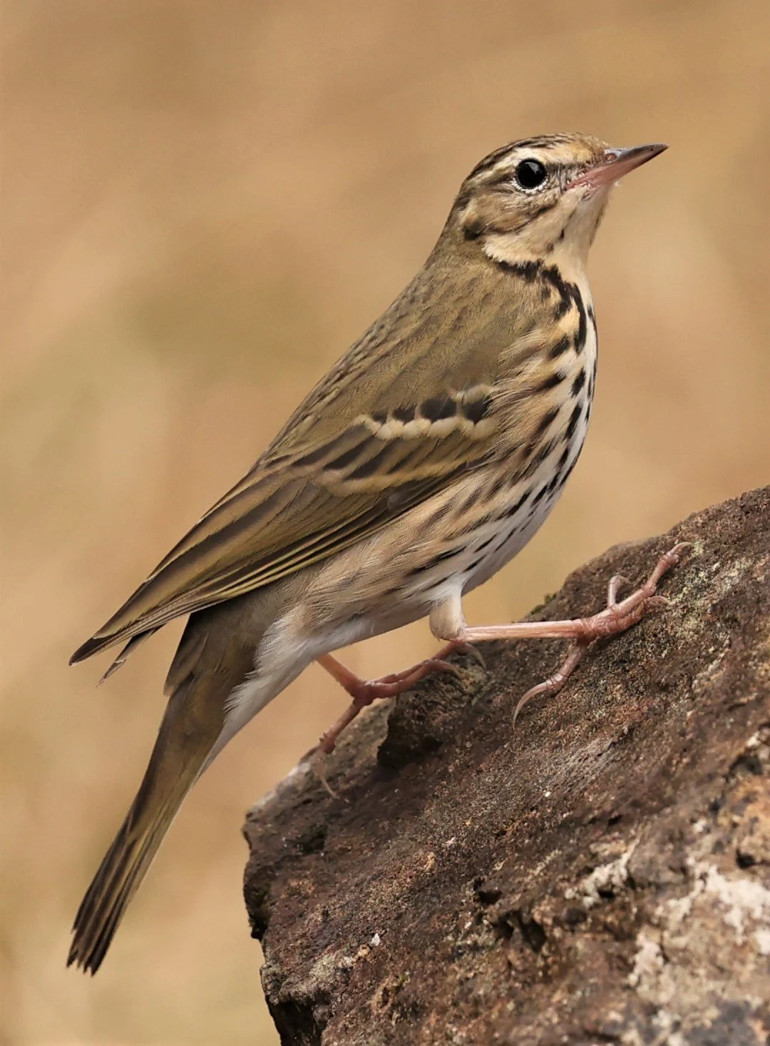 Olive-backed Pipit (Anthus hodgsoni) DOI LANG WEST, DOI PHA HOM POK NP, CHIANG MAI DEC 2021 (12).jpg