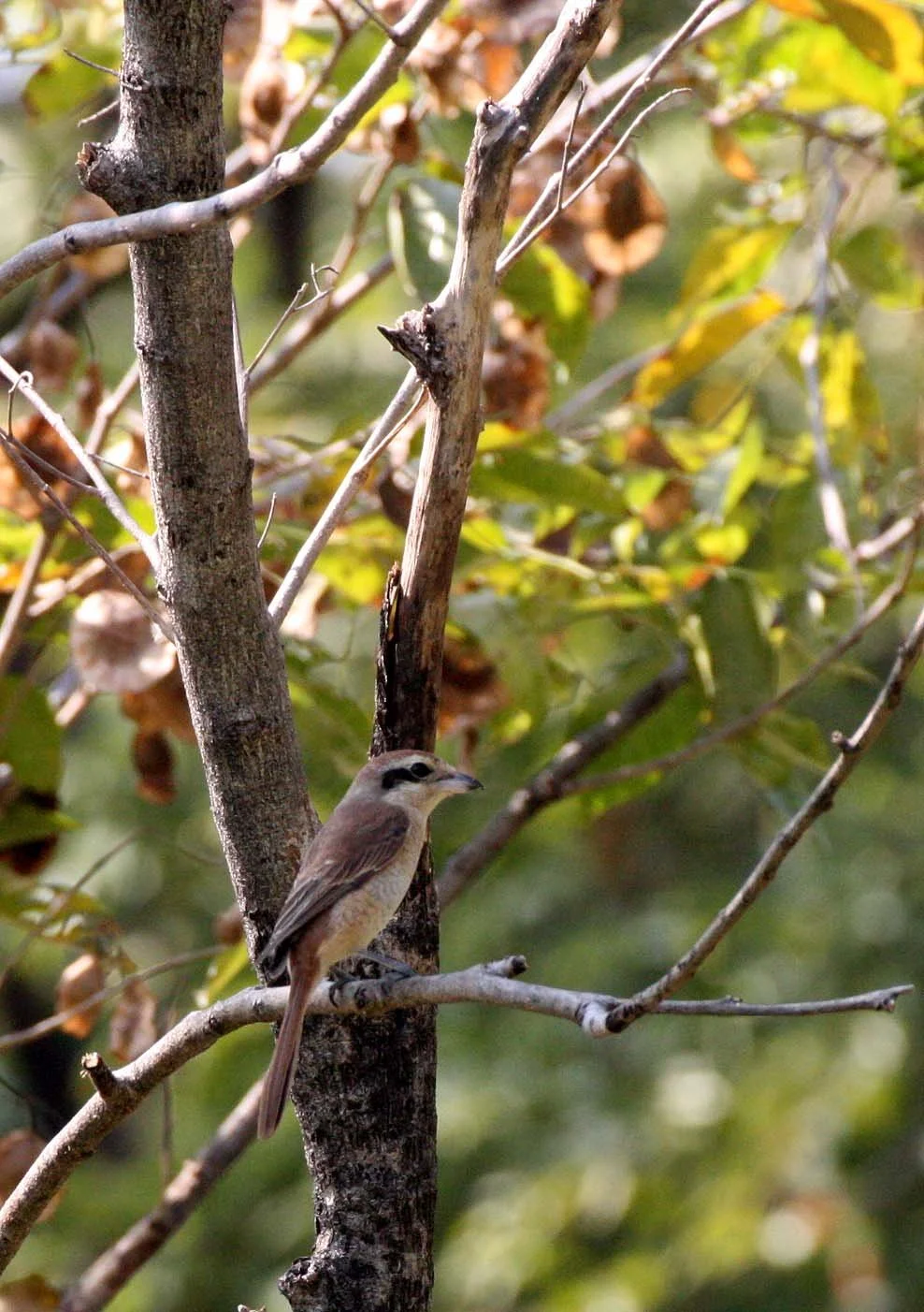 Brown Shrike (Lanius cristatus) Lumpini Park Bangkok (13).JPG