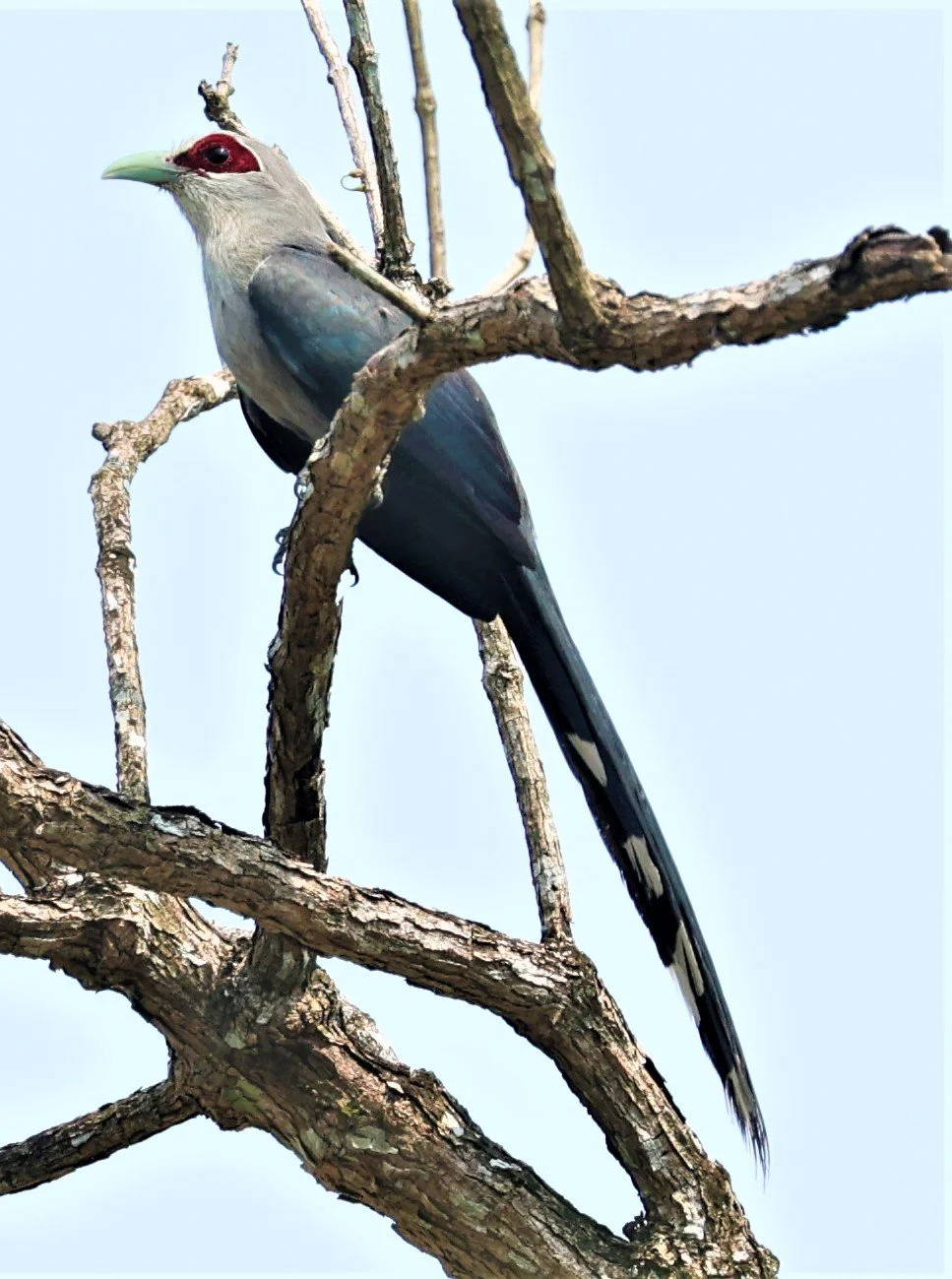 Green-billed Malkoha (Phaenicophaeus tristis) Krung Ching Khao Luang NP Thailand (4).jpg
