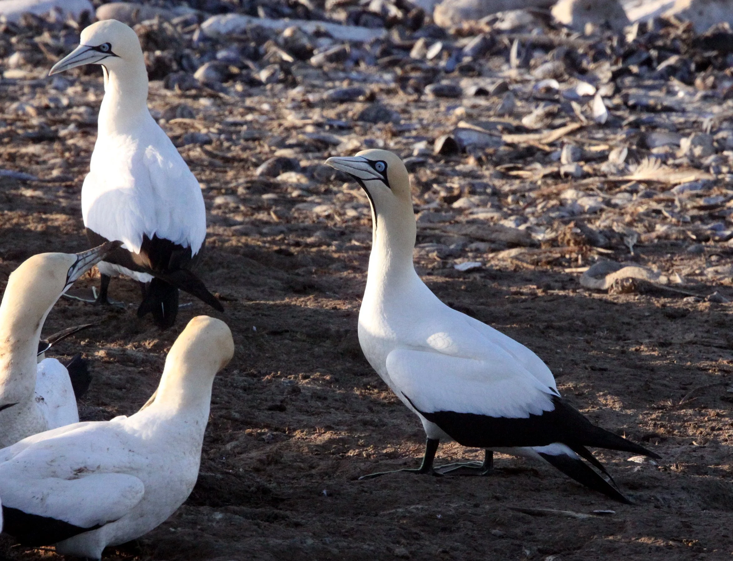 Cape gannet (Morus capensis) Lambert's Bay South Africa (65).JPG
