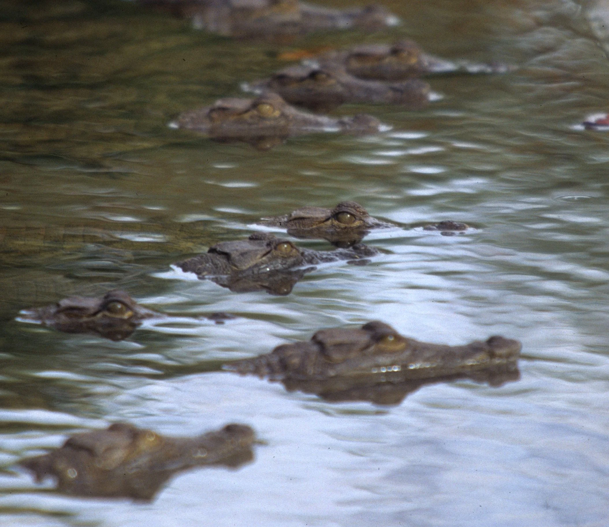 REPTILE- NILE CROC - UGANDA C.jpg