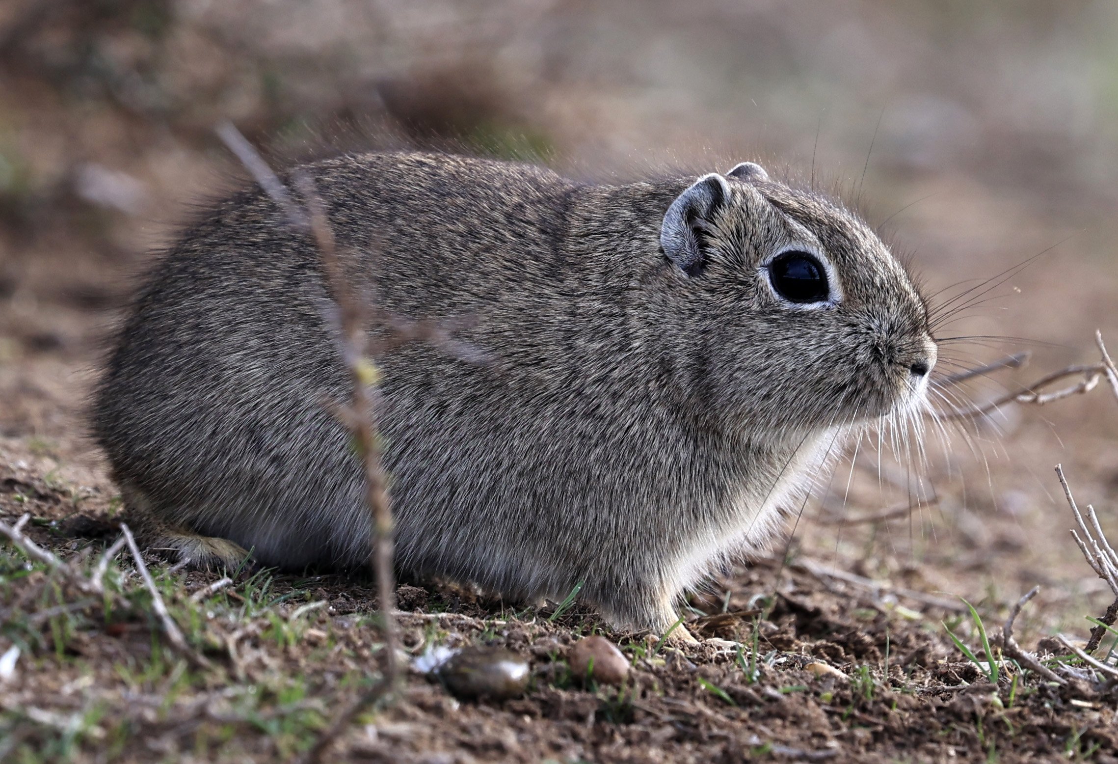 Southern Mountain Cavy (Microcavia australis) Valdes Peninsula, Chubut Province, Argentina Day 2 (1 (75).jpg