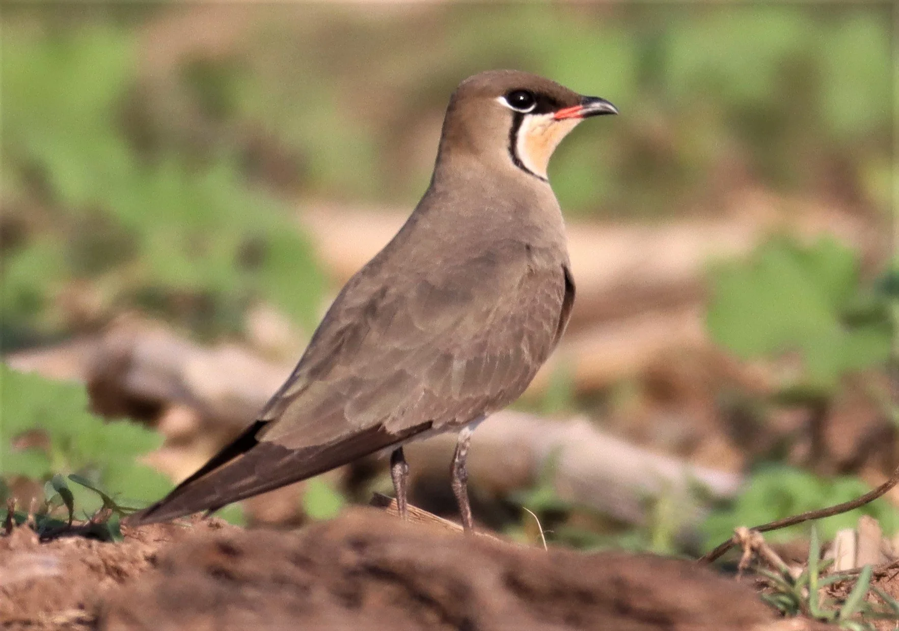 PRATINCOLE - ORIENTAL PRATINCOLE - Glaveola maldivarum -  LUMTAKONG LAKE PAK CHO.JPG