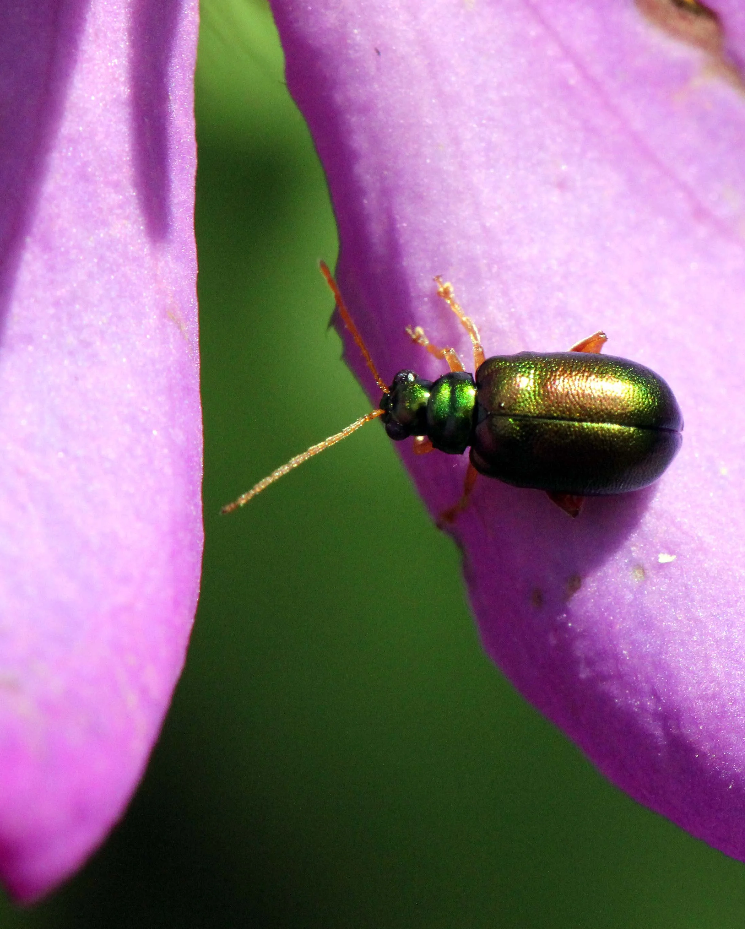 Chrysomelidae species 3 - Pampadum Shola NP, Kerala India (2).JPG