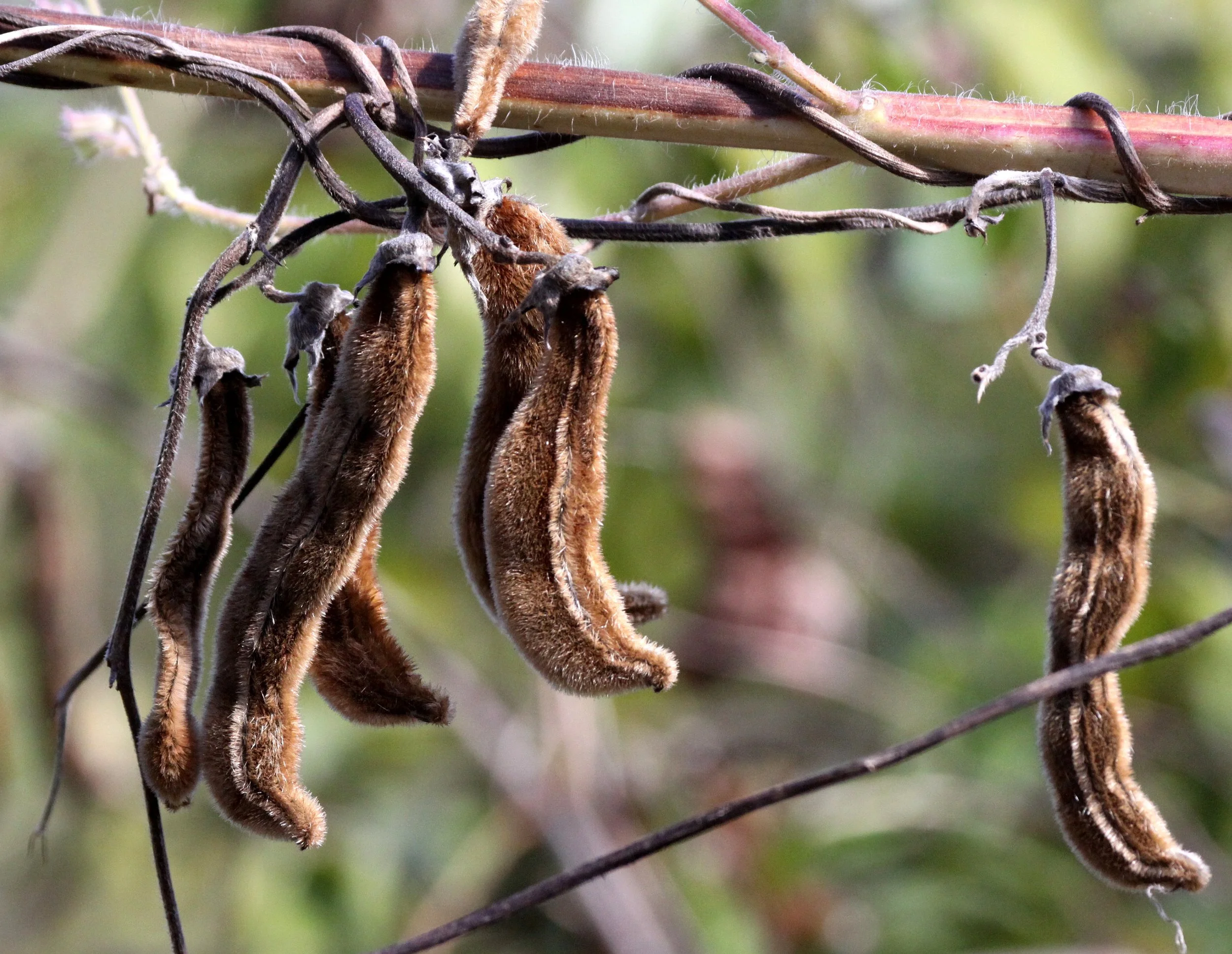 PLANT - LEGUME SPECIES - ANKARANA NATIONAL PARK MADAGASCAR (5).JPG