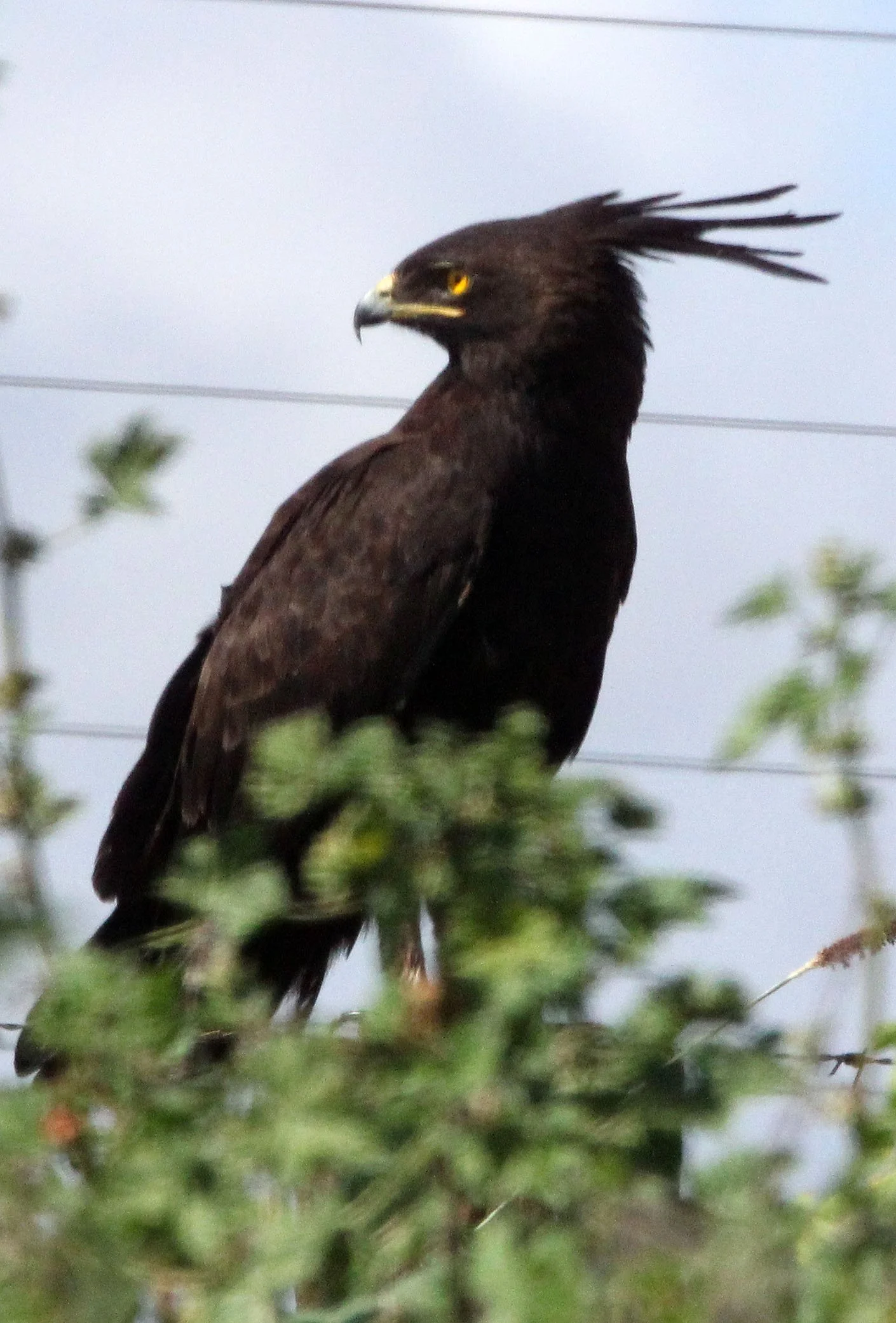 Lophaetus occipitalis - LONG-CRESTED EAGLE - MOUNT KENYA  NATIONAL PARK KENYA (13).JPG