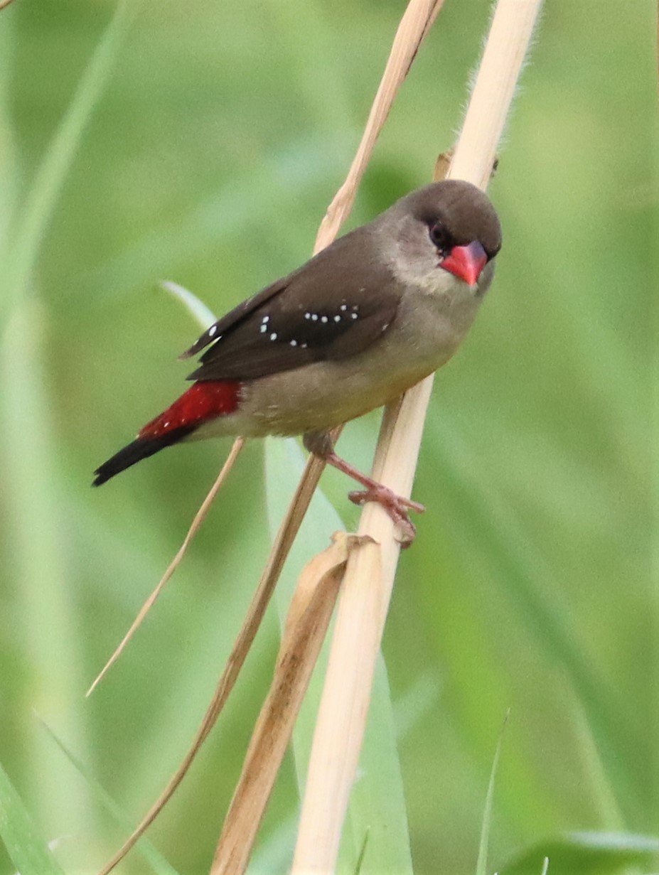 RED AVADAVAT - Amandava amandava - LAT KRABANG WETLANDS THAP YAO (78).jpg
