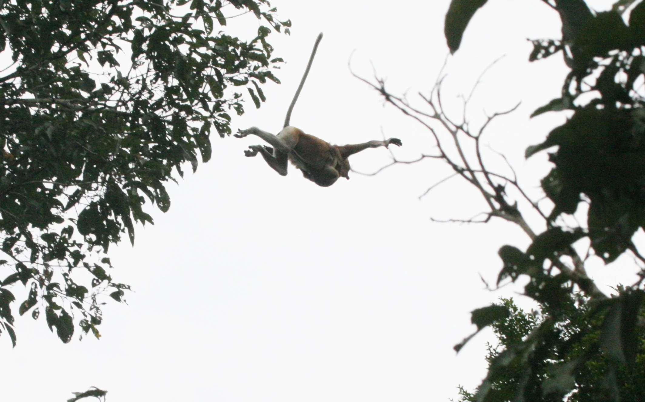 CERCOPITHECIDAE - Nasalis larvatus - PROBOSCIS MONKEY - KINABATANGAN RIVER BORNEO  (59).JPG
