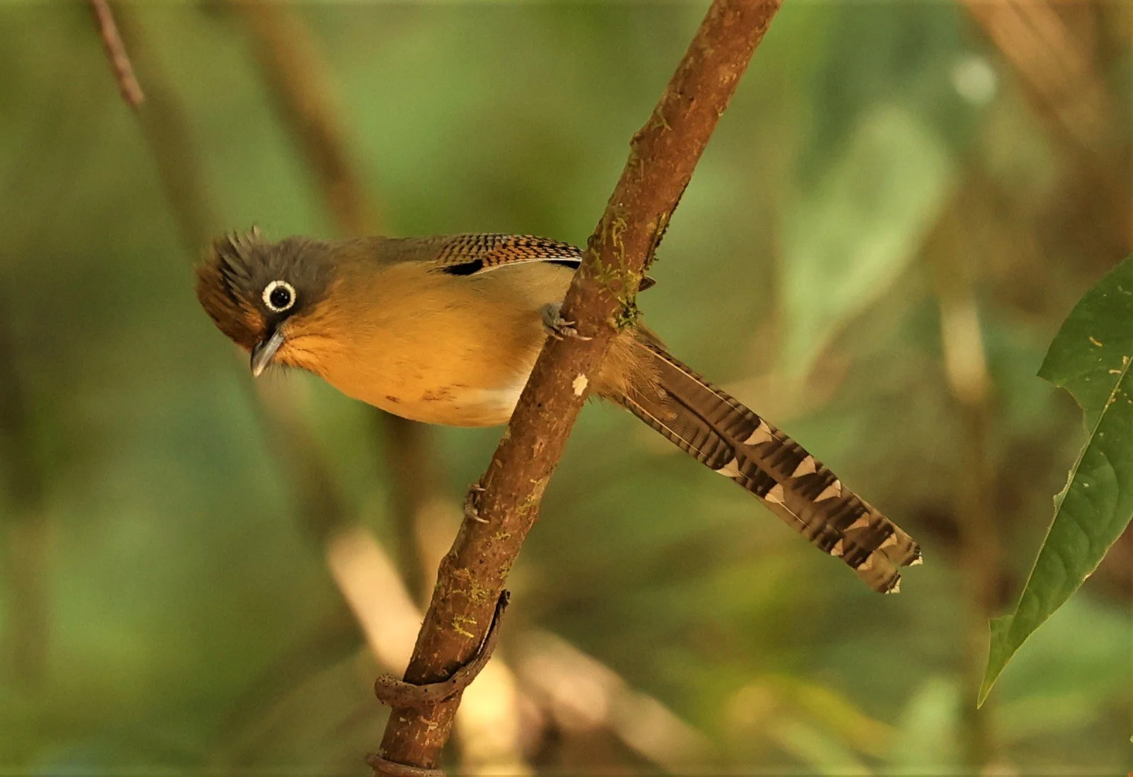 BARWING - SPECTACLED BARWING - Actinodura ramsayi - DOI LANG EAST DOI PHA HOM POK NP, DECEMBER 2021 (9).jpg