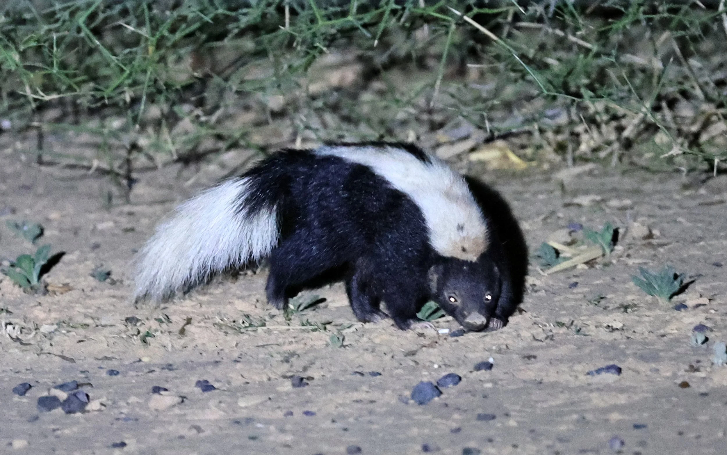 Molina's Hog-nosed Skunk (Conepatus chinga) 